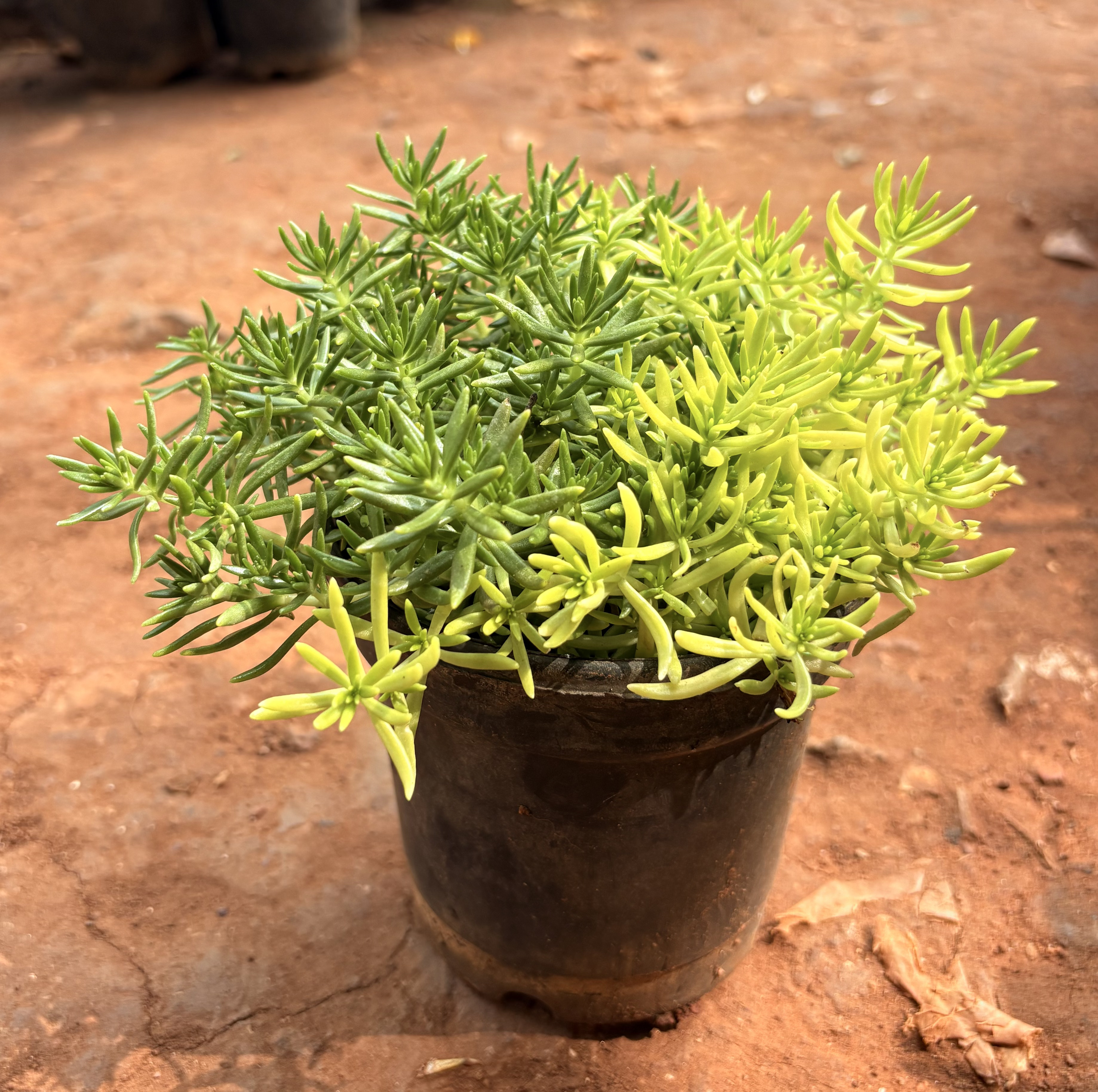 Lemon Ball (Duranta)