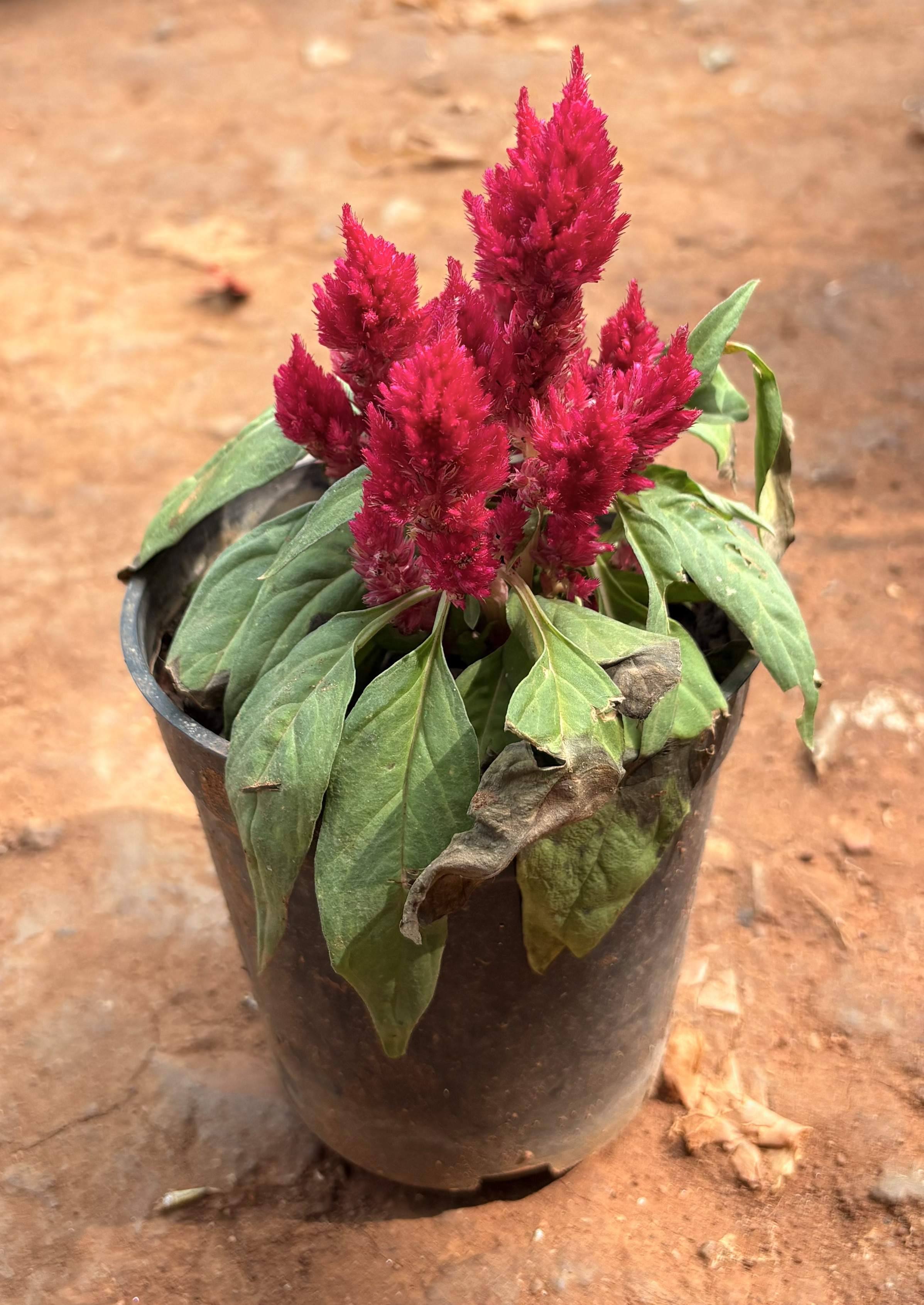 Celosia