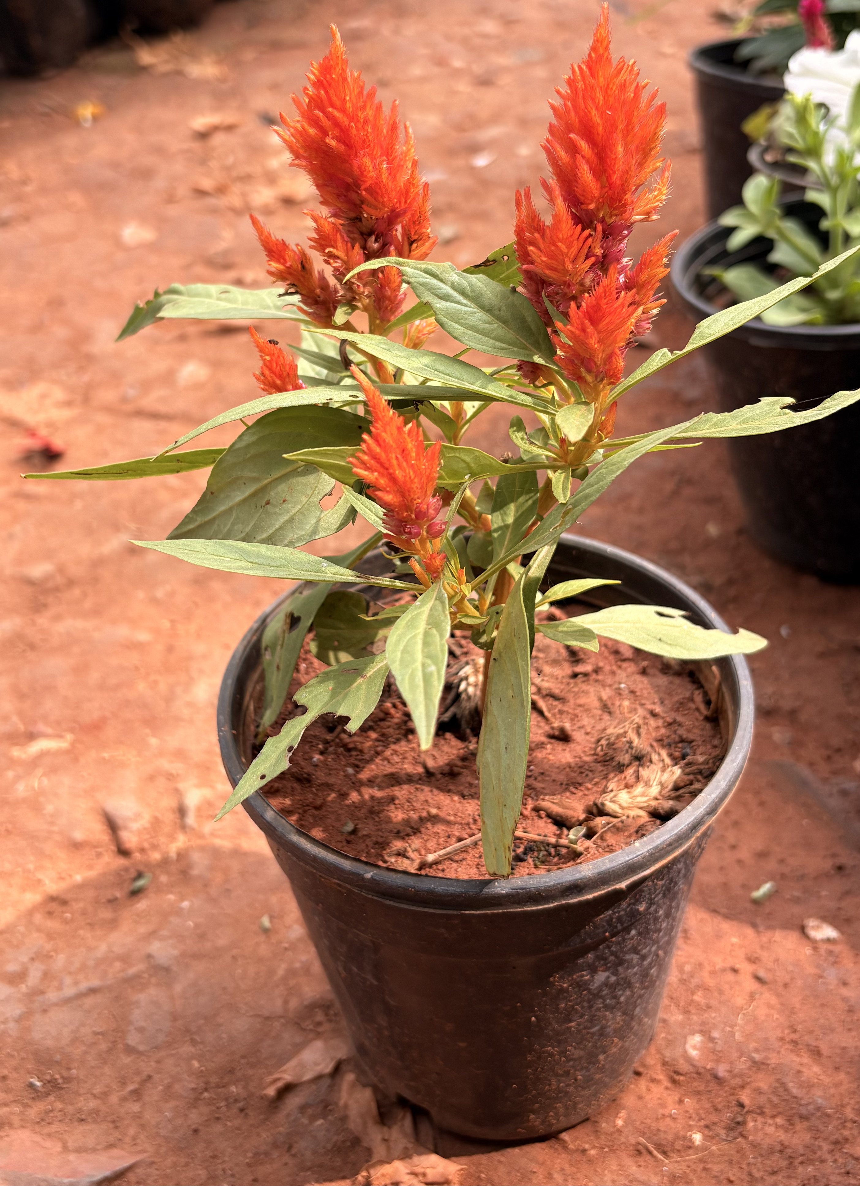 Woolflower (Celosia cristata)