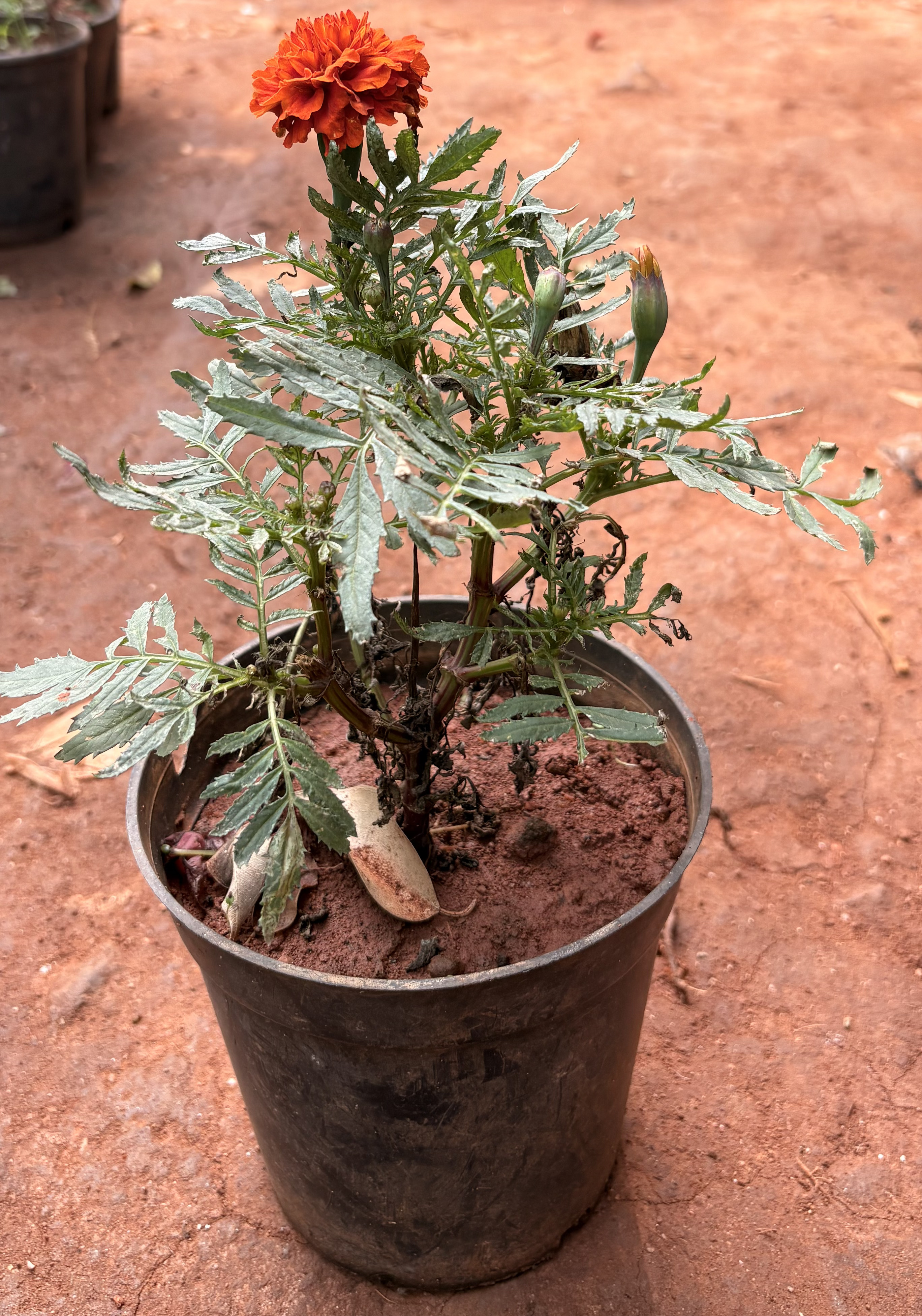 African Marigold (Tagetes erecta)