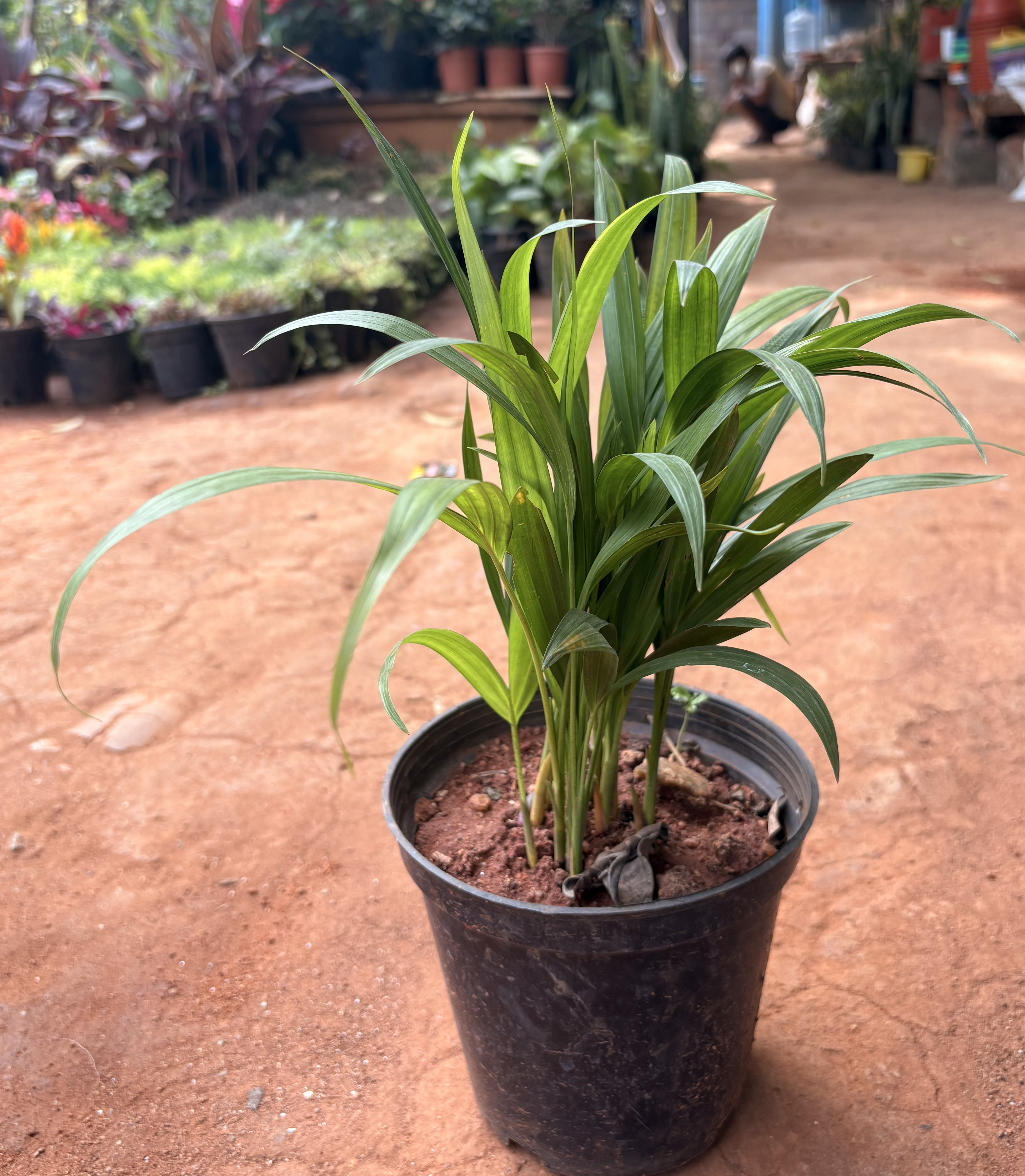 Areca Palm