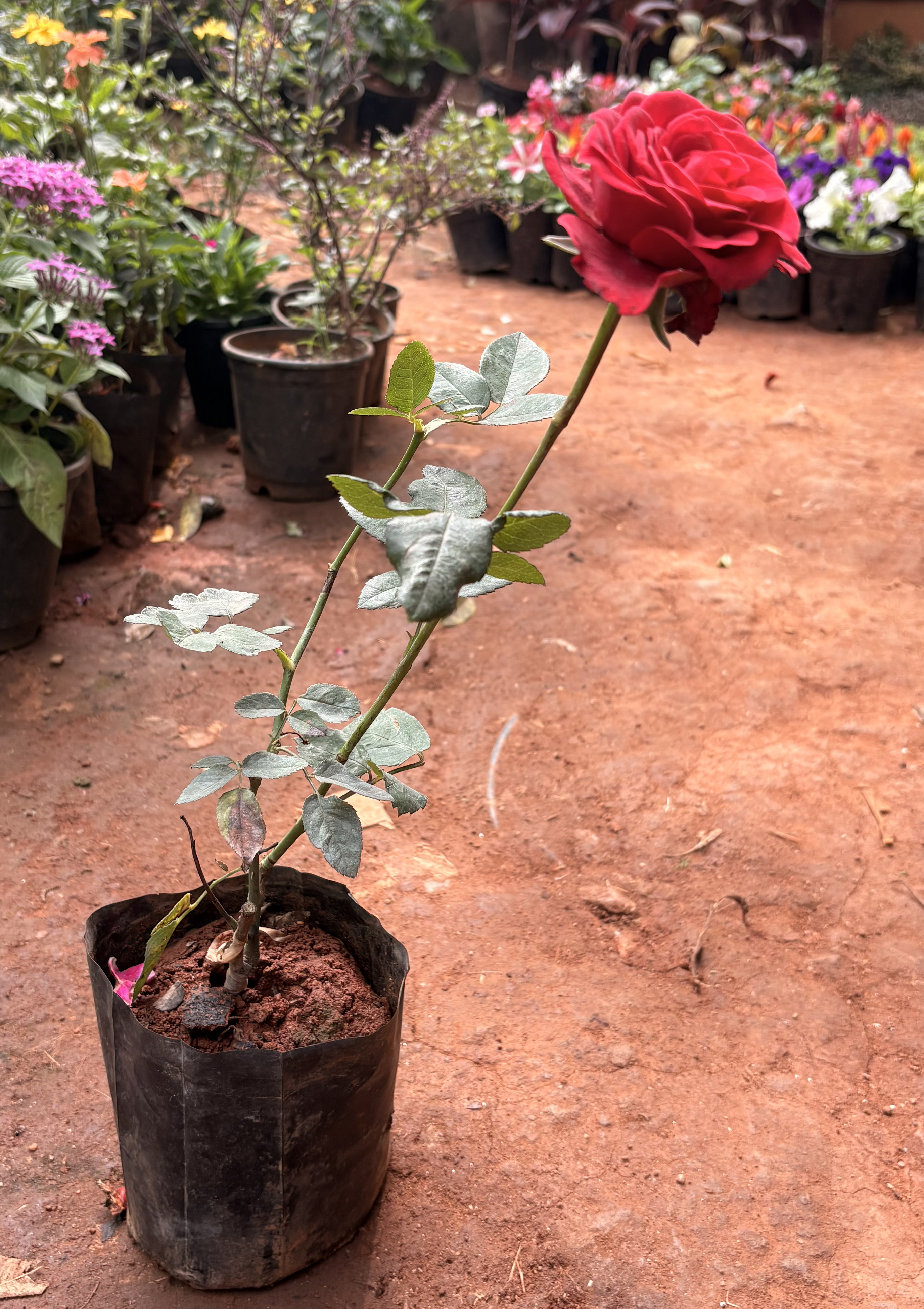 Red Rose