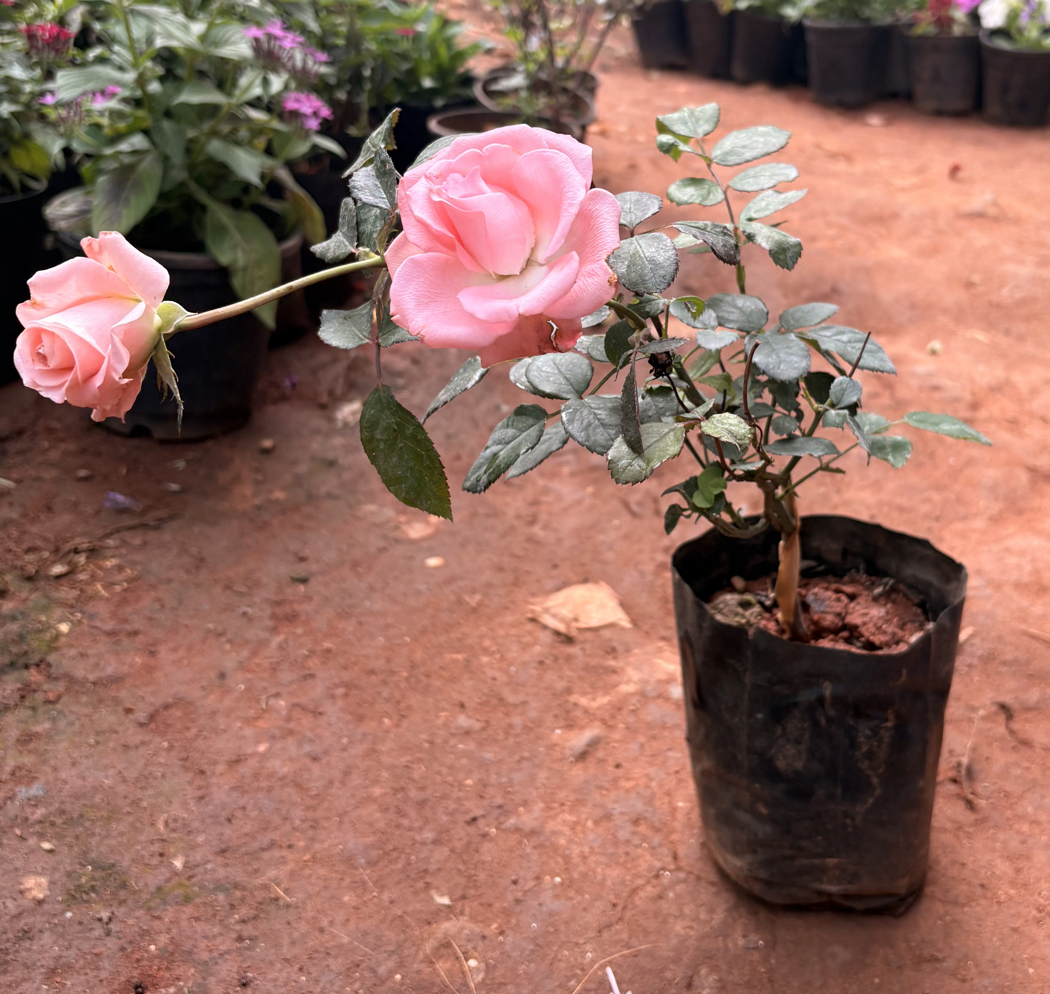 Queen Elizabeth Rose