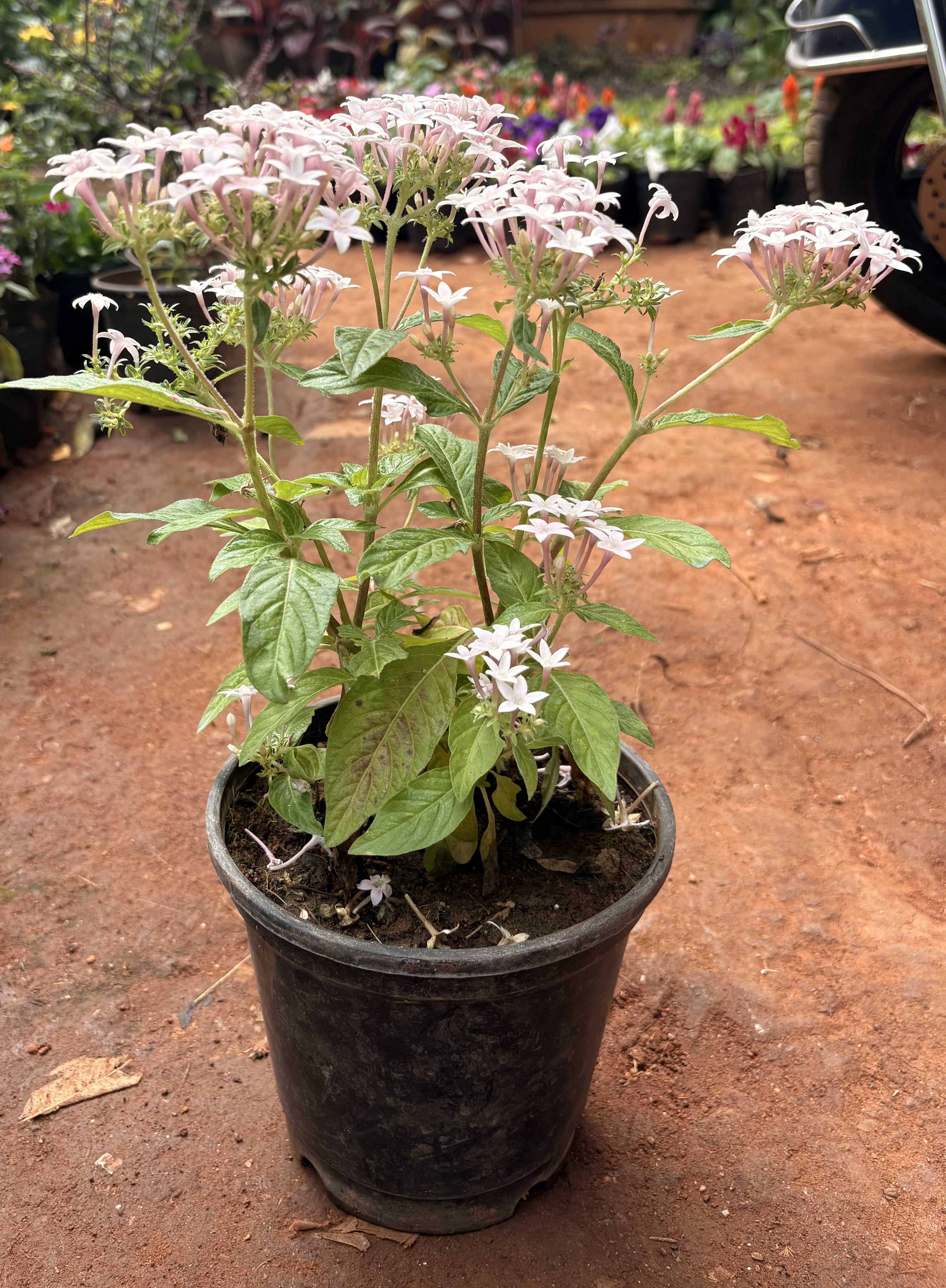 Pentas (Egyptian Starcluster)