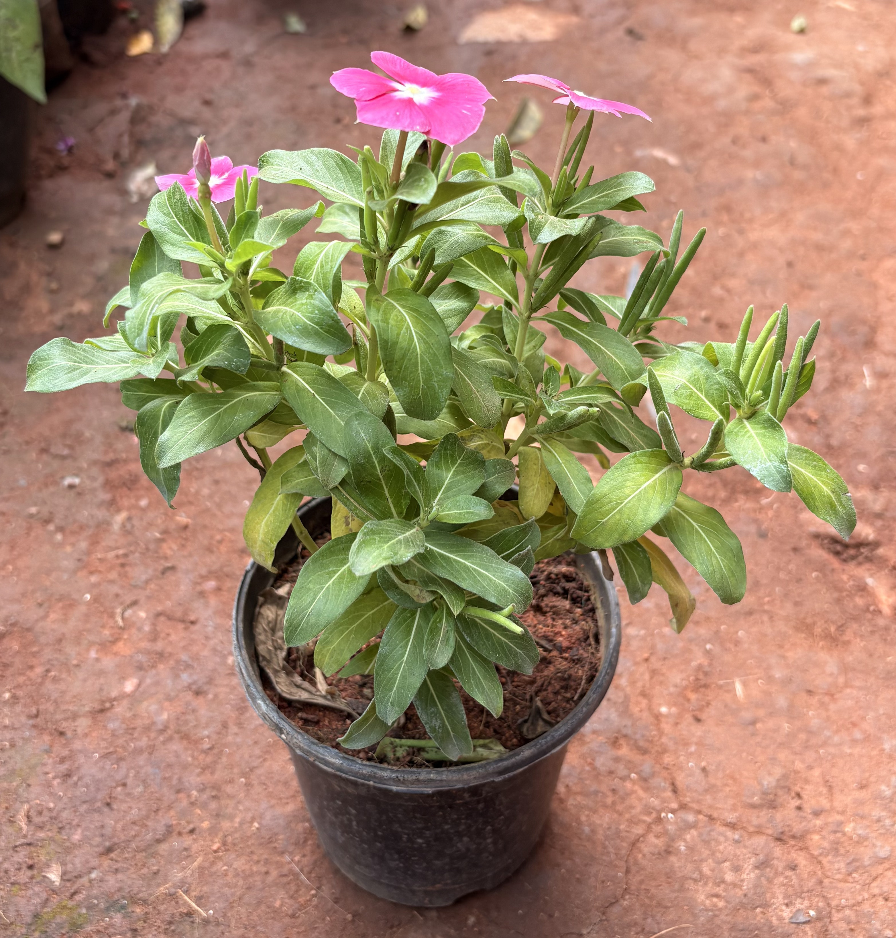 Madagascar Periwinkle (Catharanthus roseus)