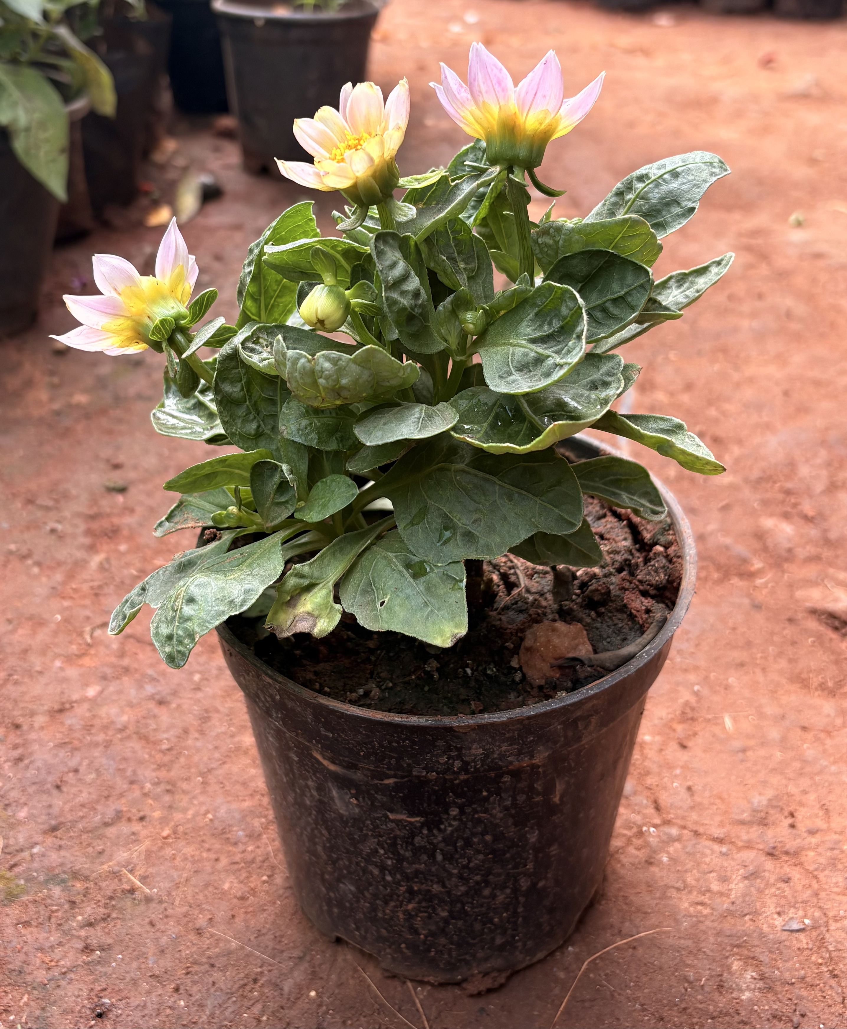 Dahlia