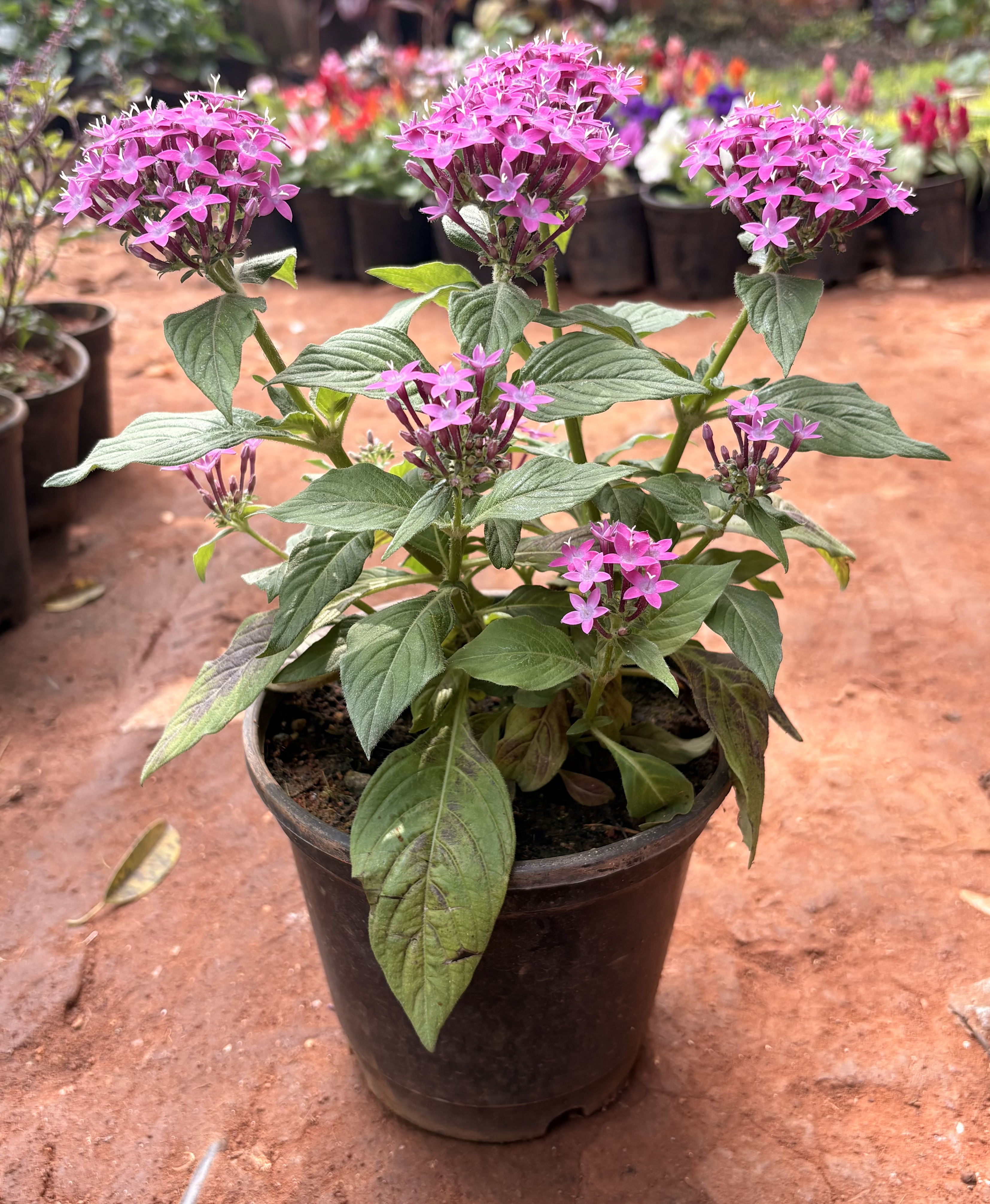 Pentas lanceolata (Egyptian Starcluster)