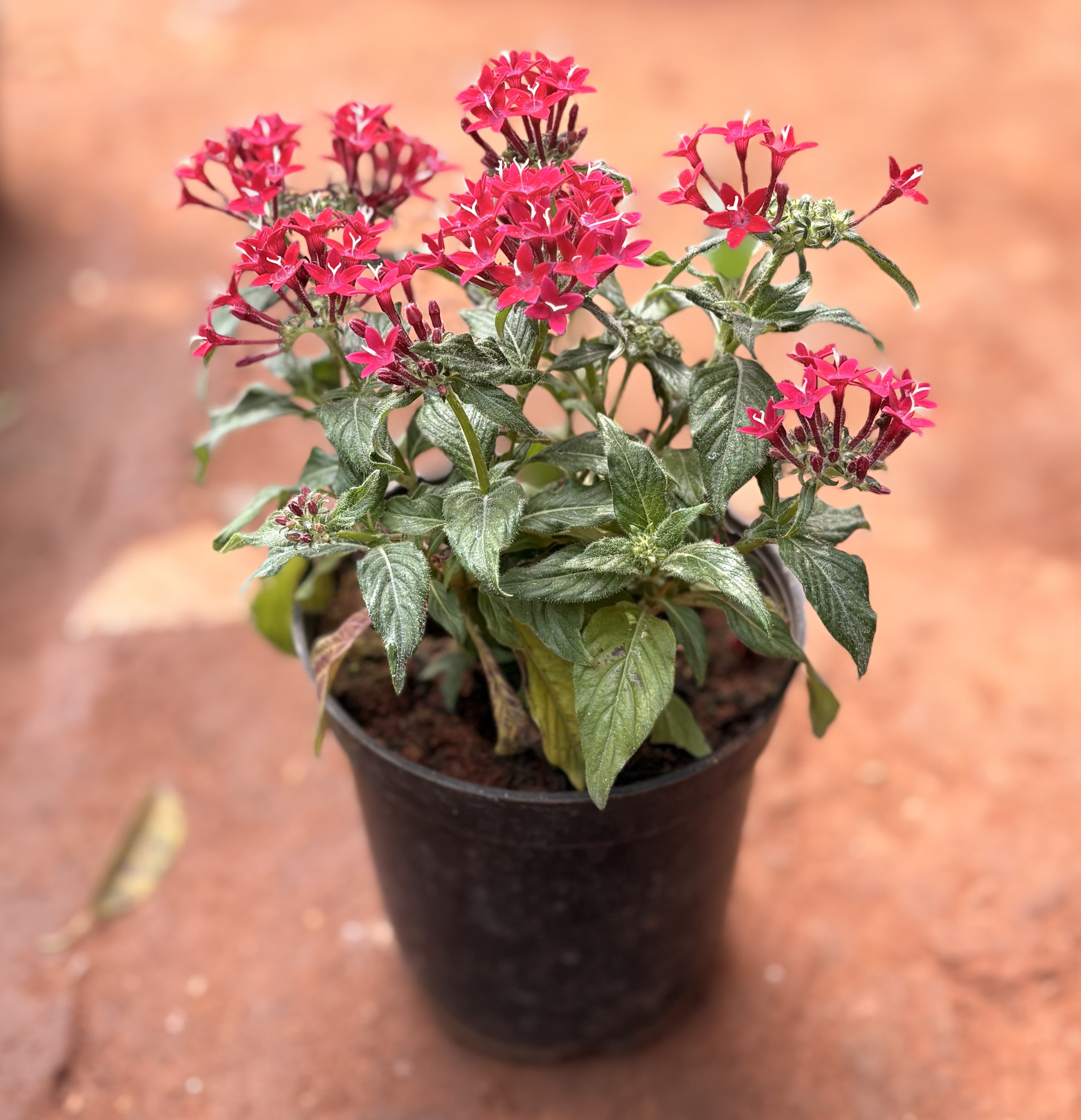 Pentas lanceolata (Egyptian Starcluster)