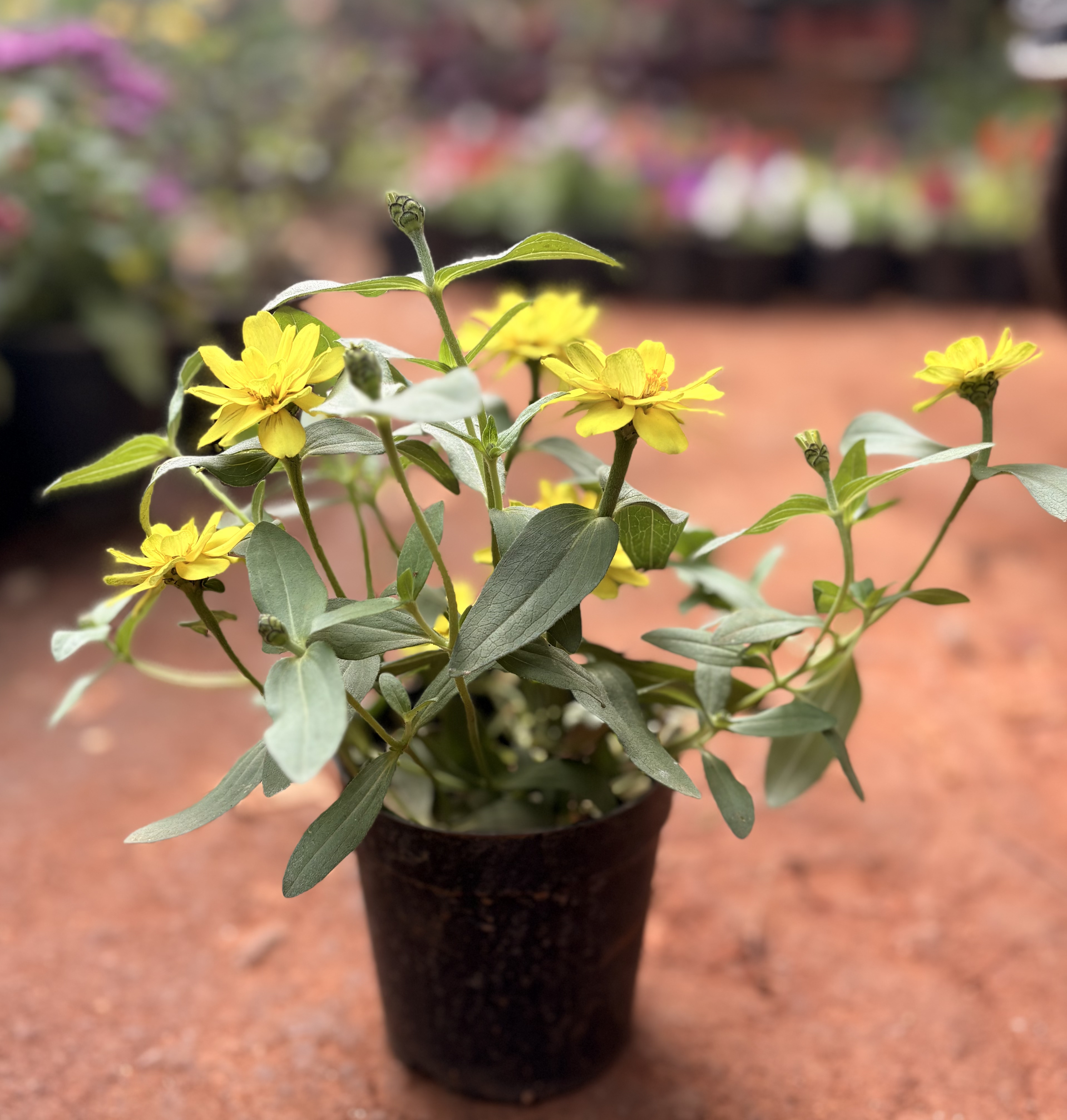 Sanvitalia procumbens (Sunflower)