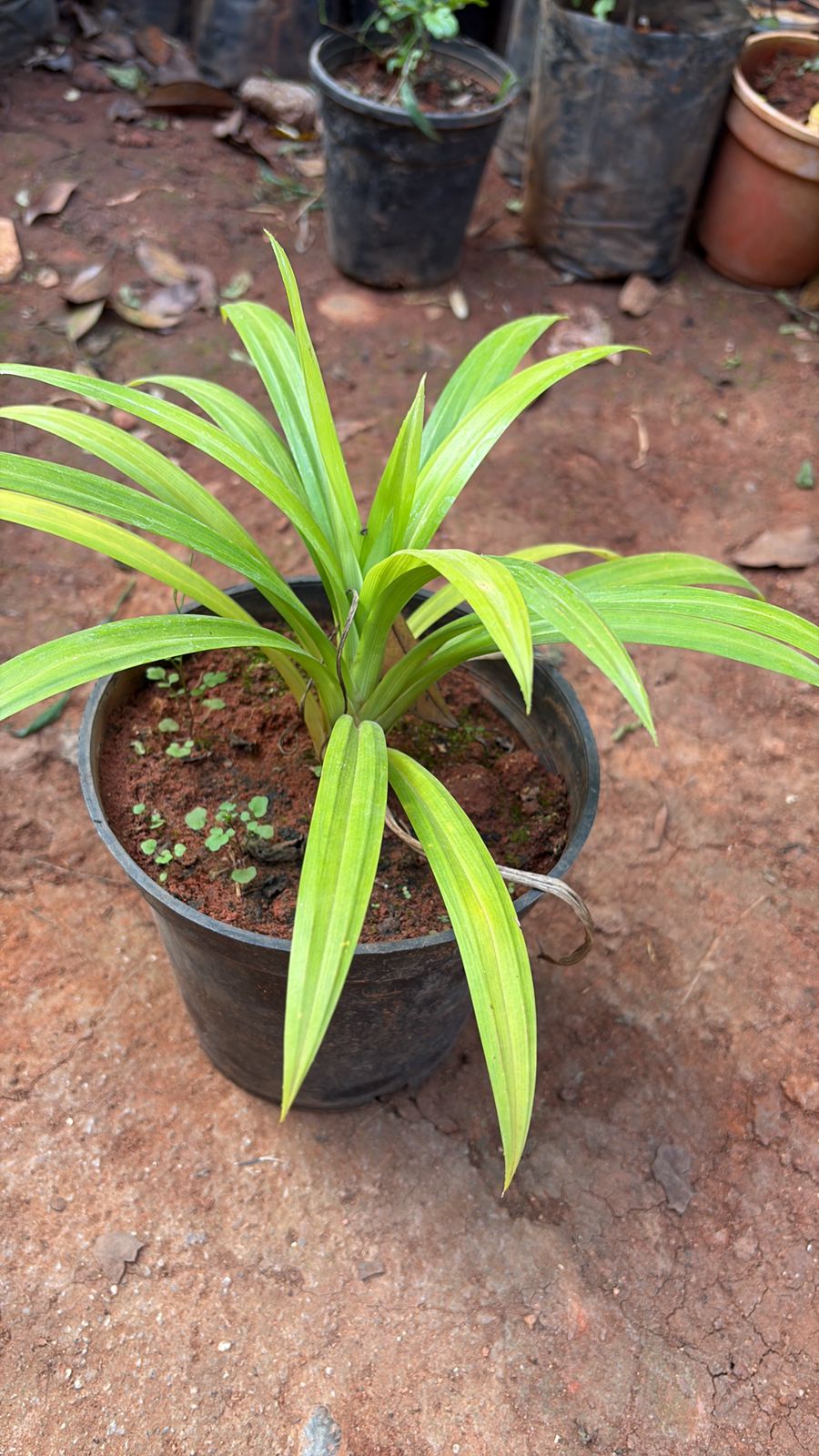 Pandan Plant