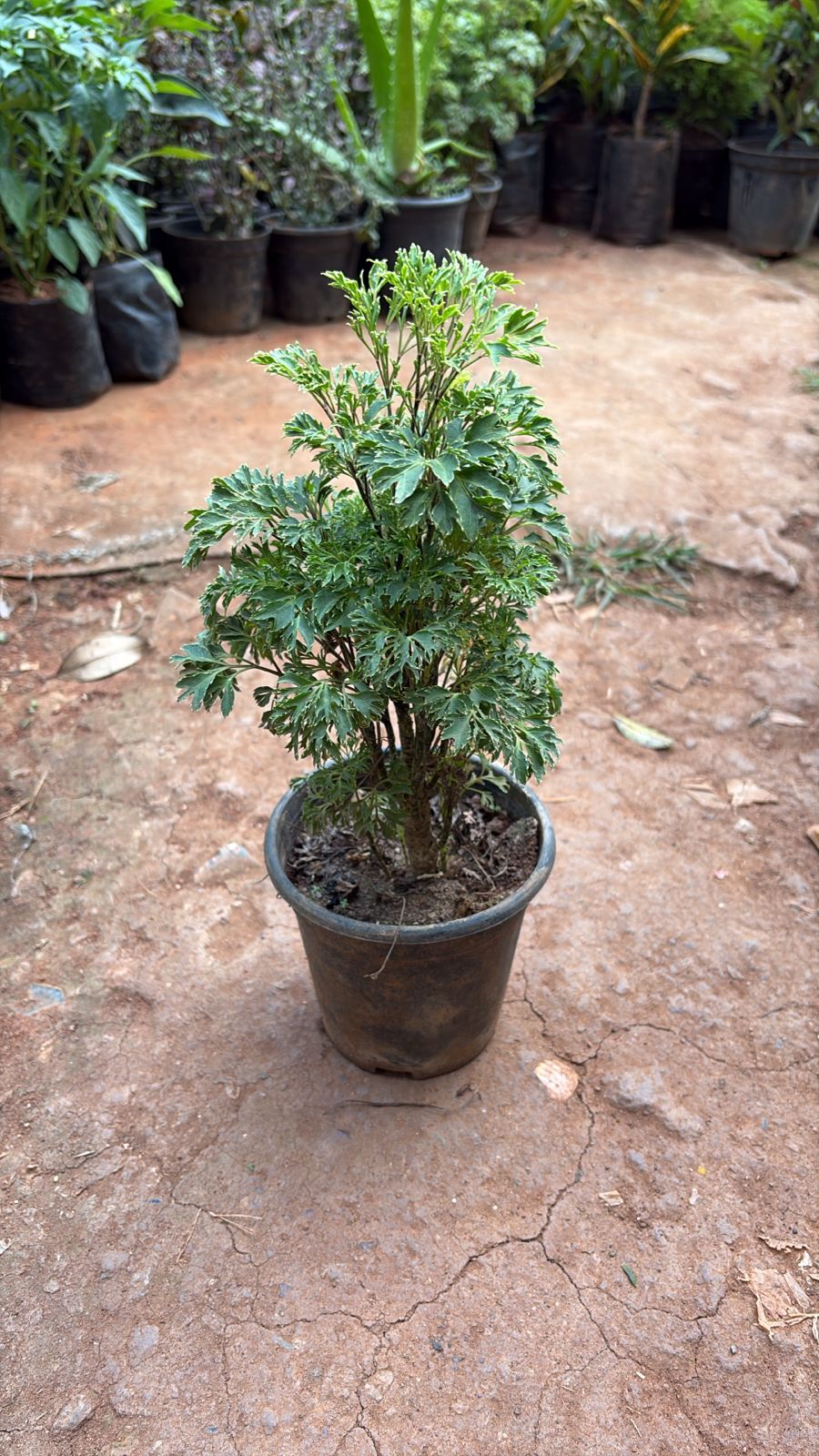 Ming Aralia (Polyscias fruticosa)