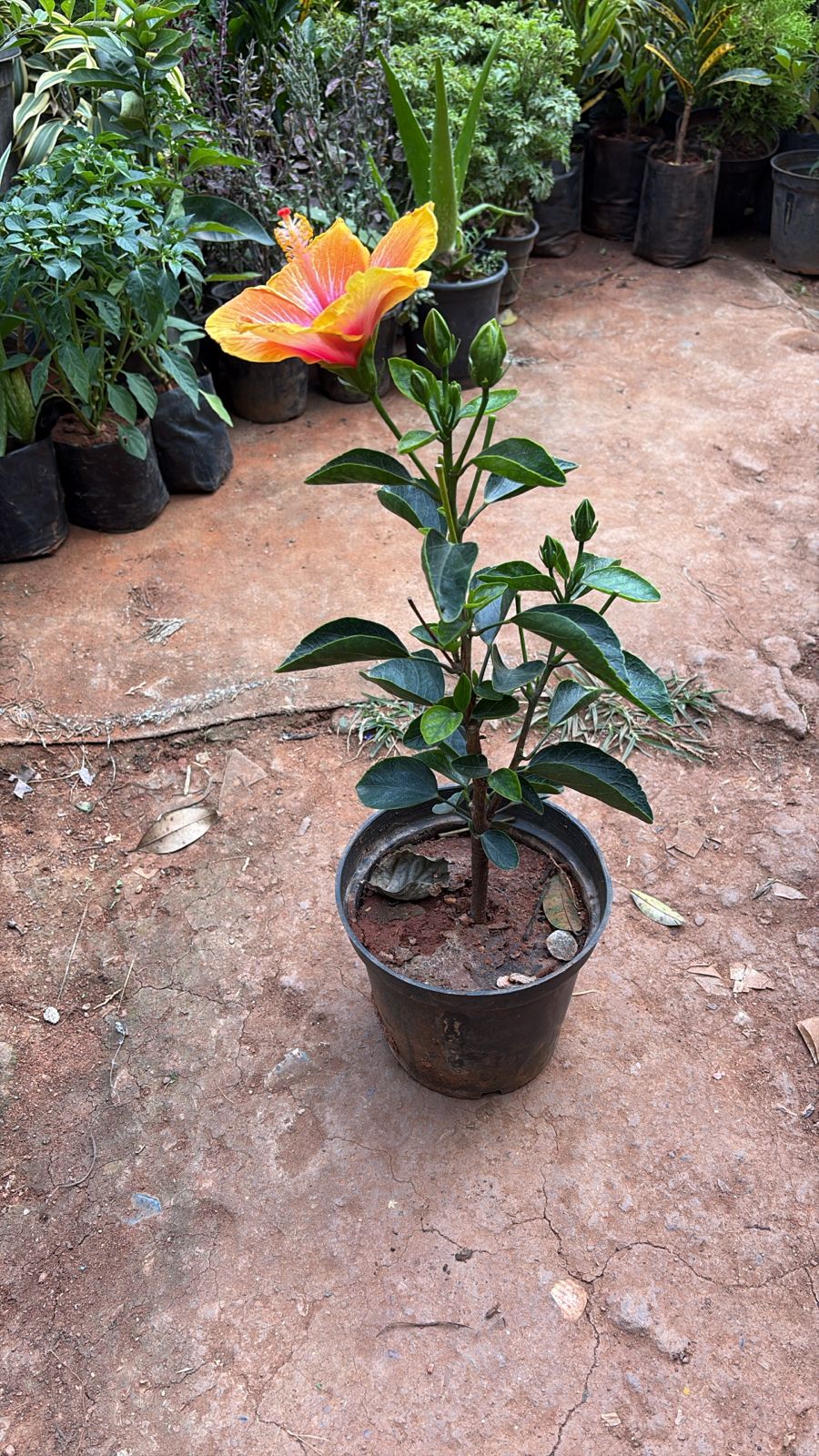 Hibiscus
