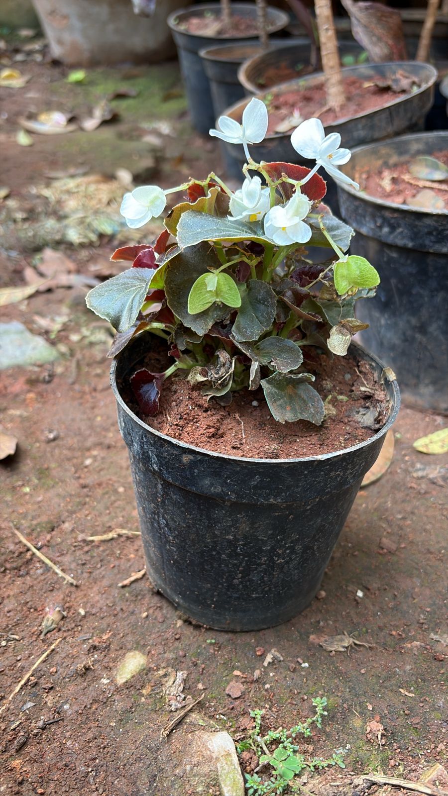 Wax Begonia