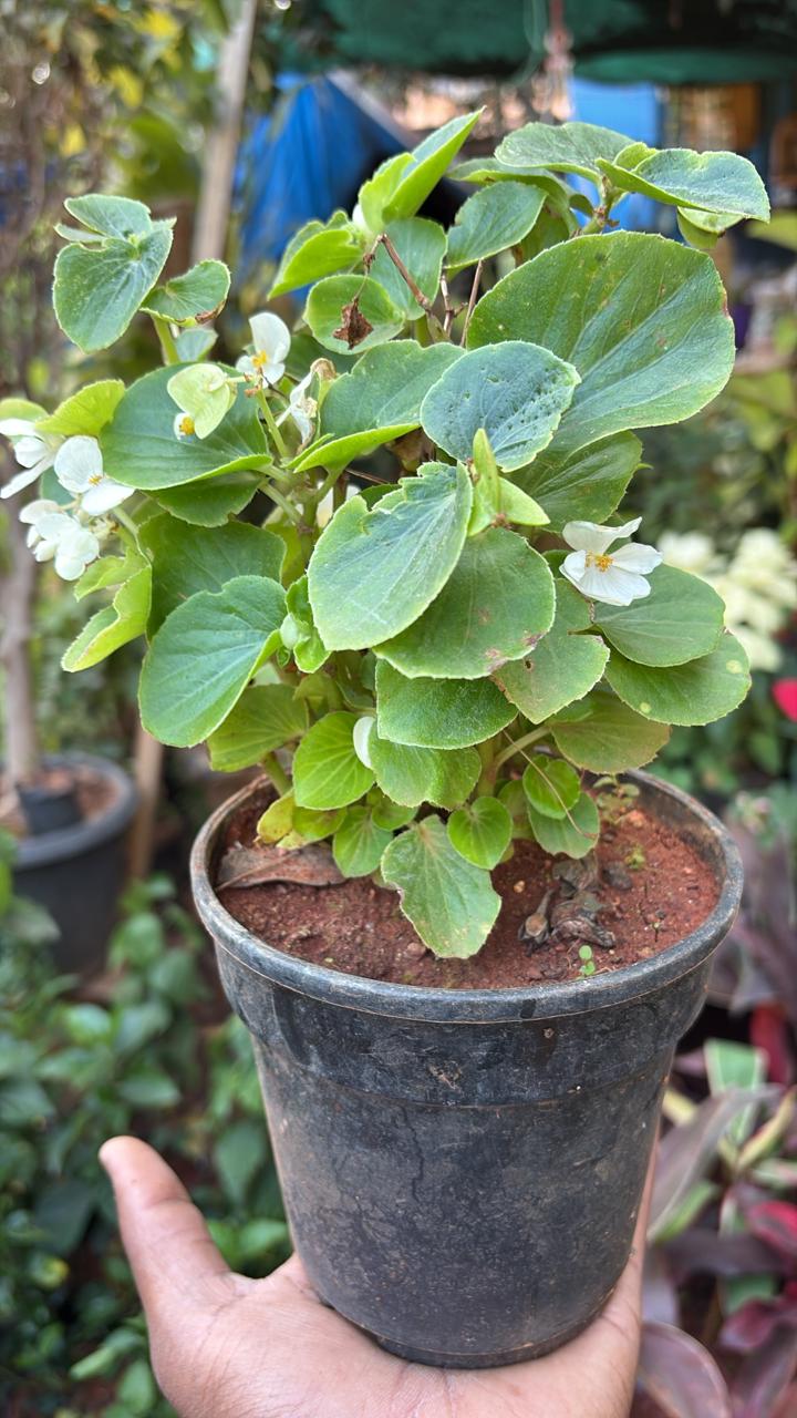 Begonia cucullata