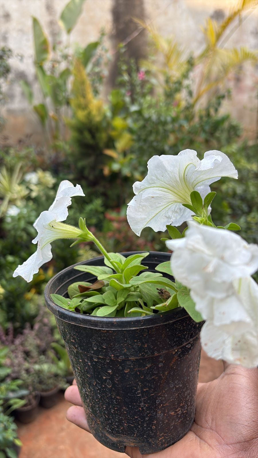 Petunia