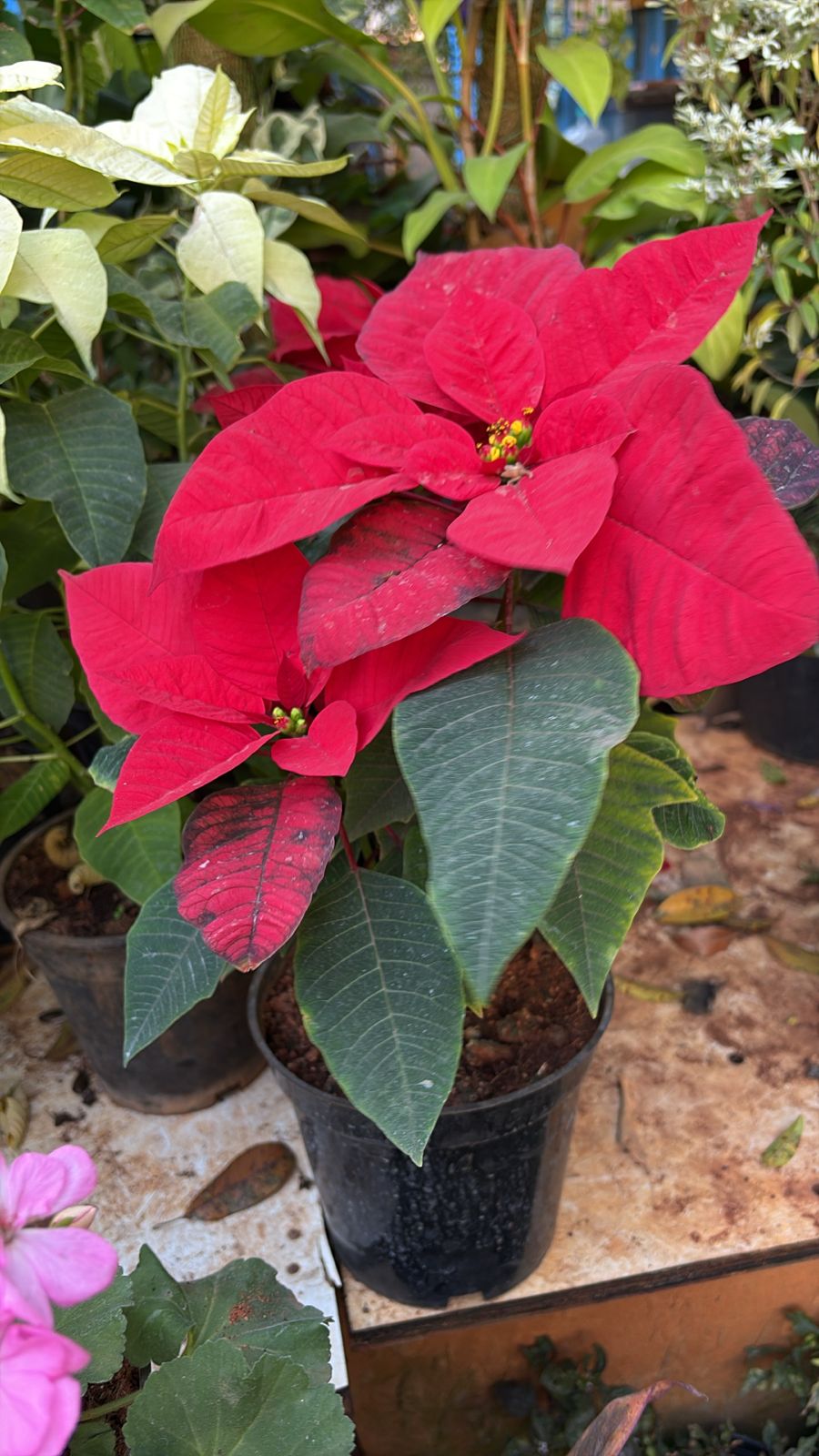 Poinsettia (Euphorbia pulcherrima)