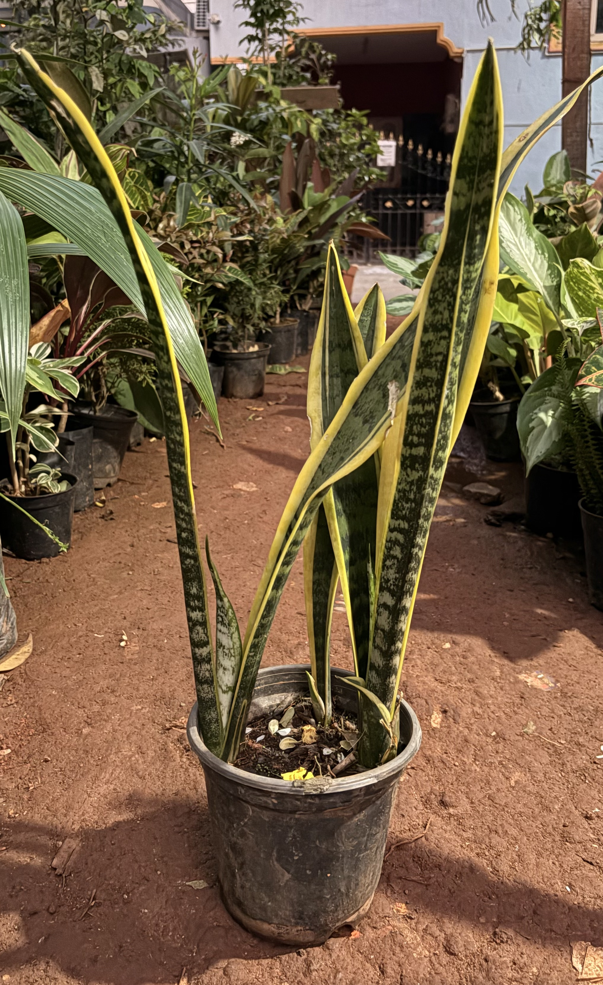 Snake Plant