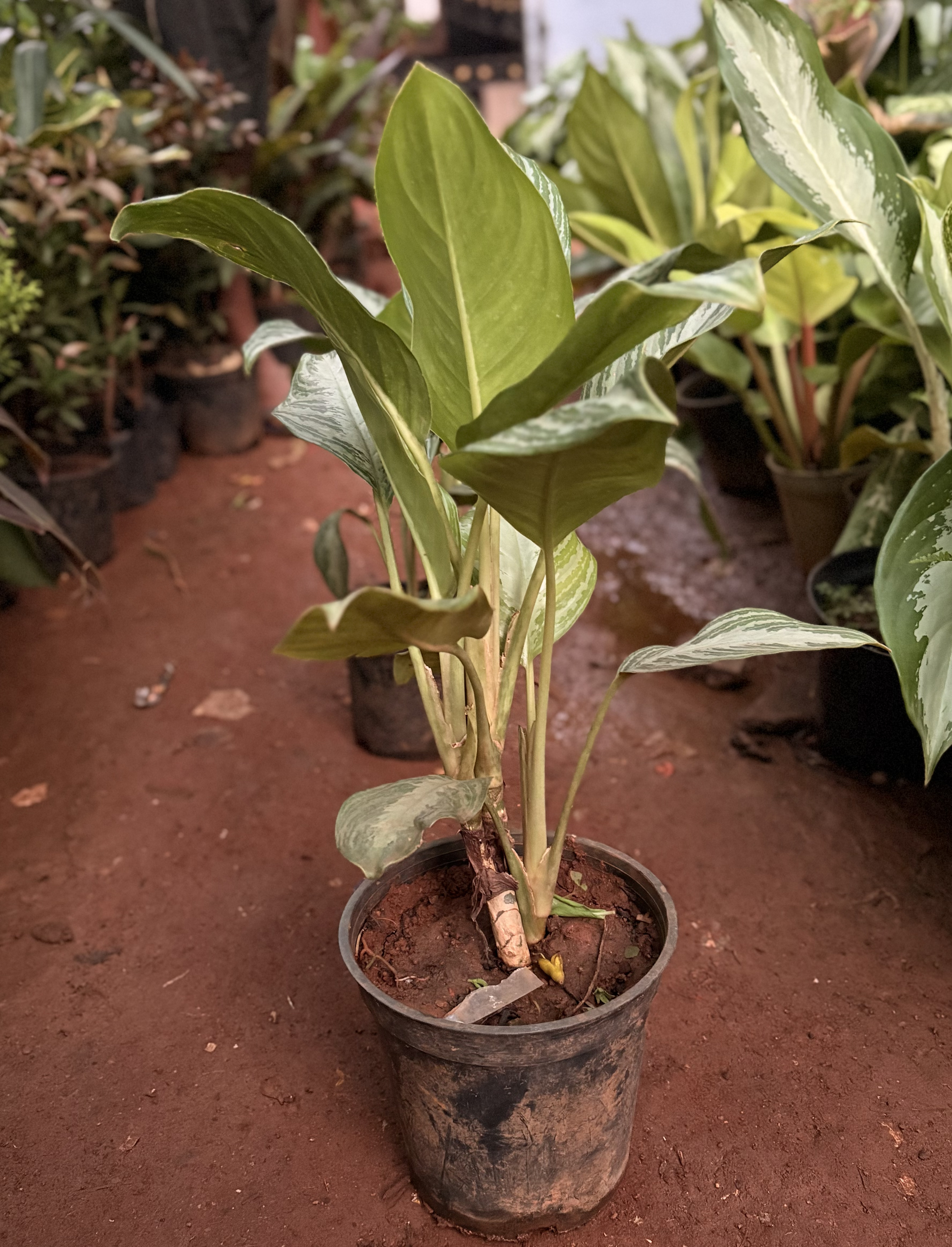 Aglaonema (Chinese Evergreen)