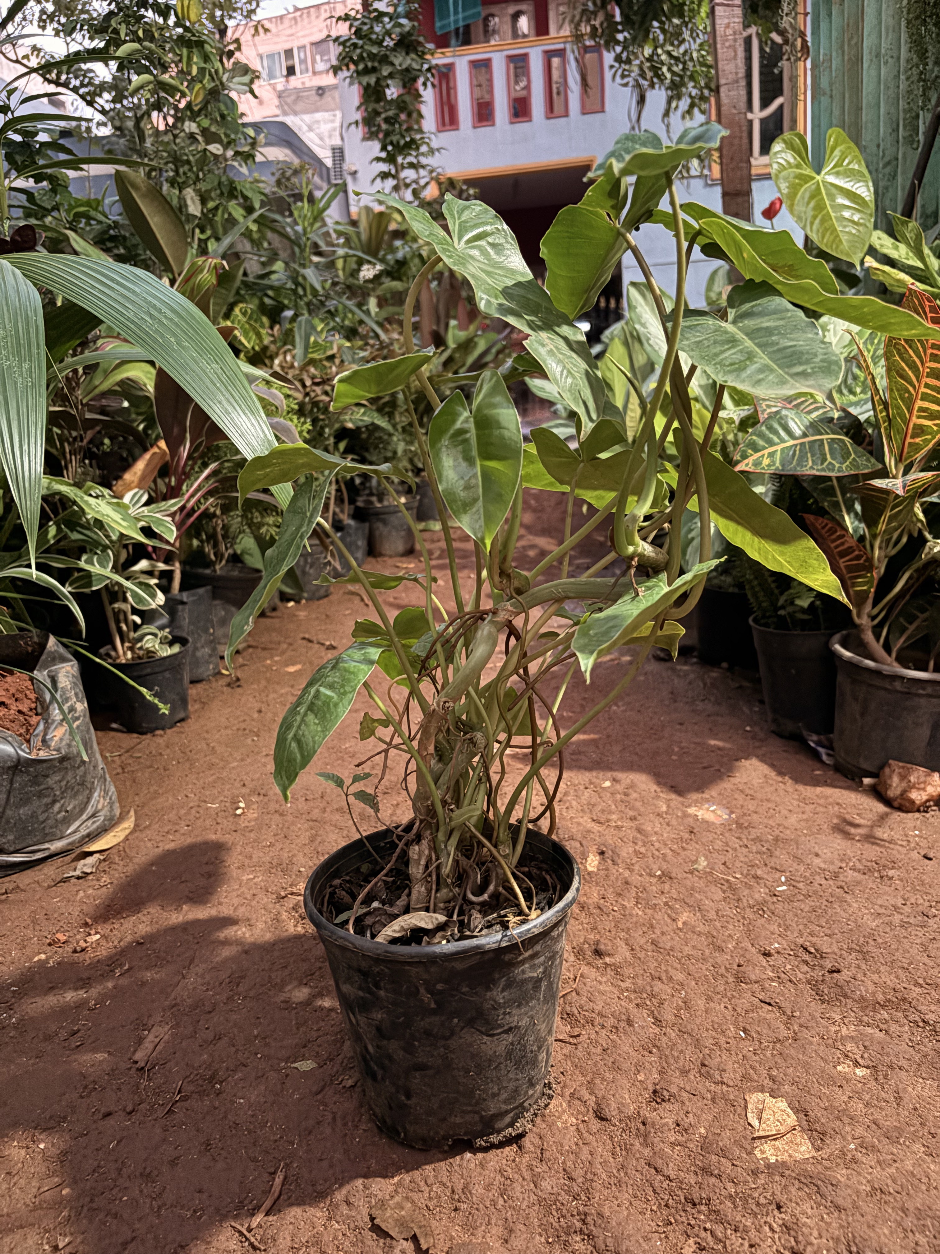 Philodendron