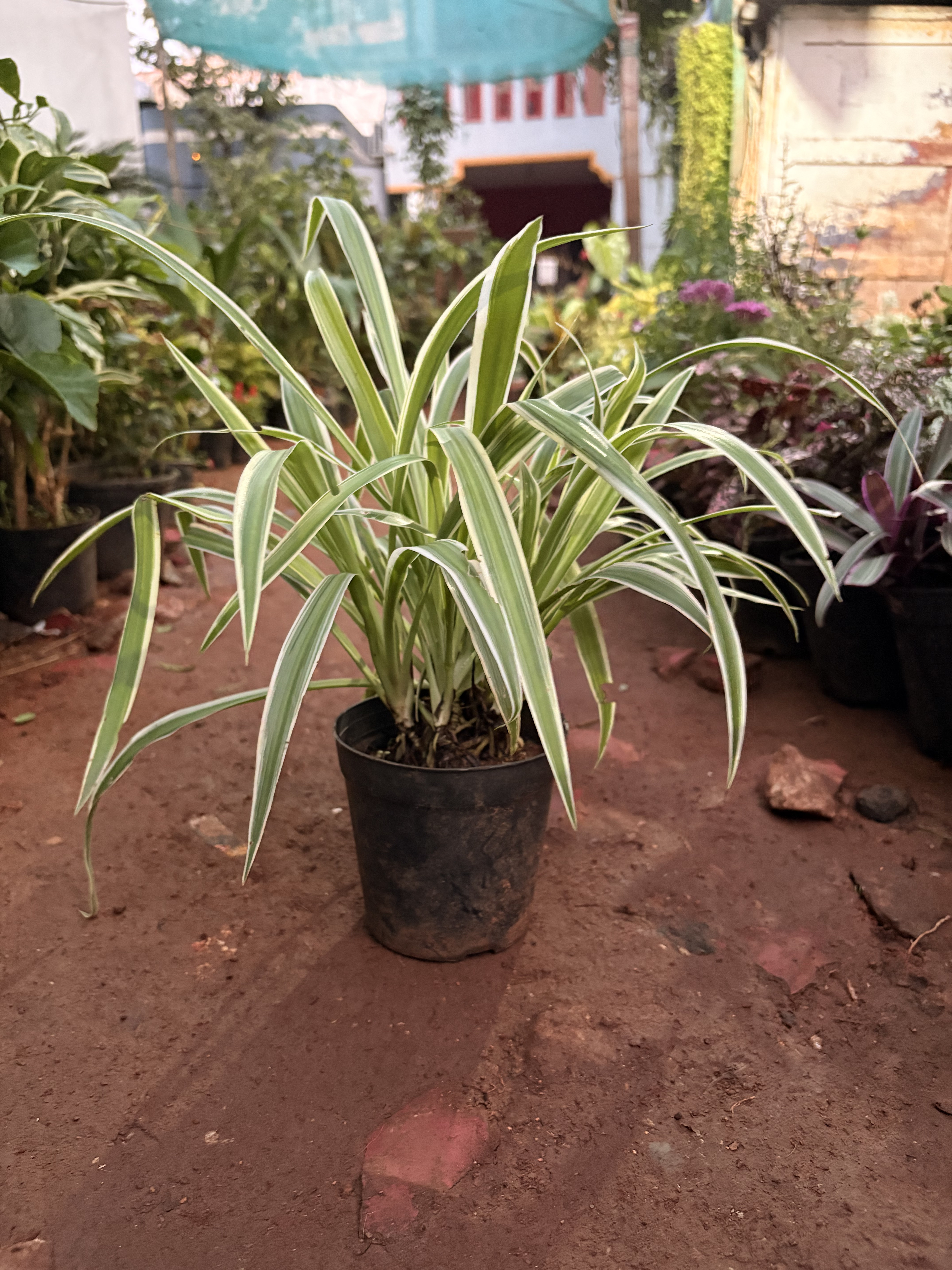 Spider Plant