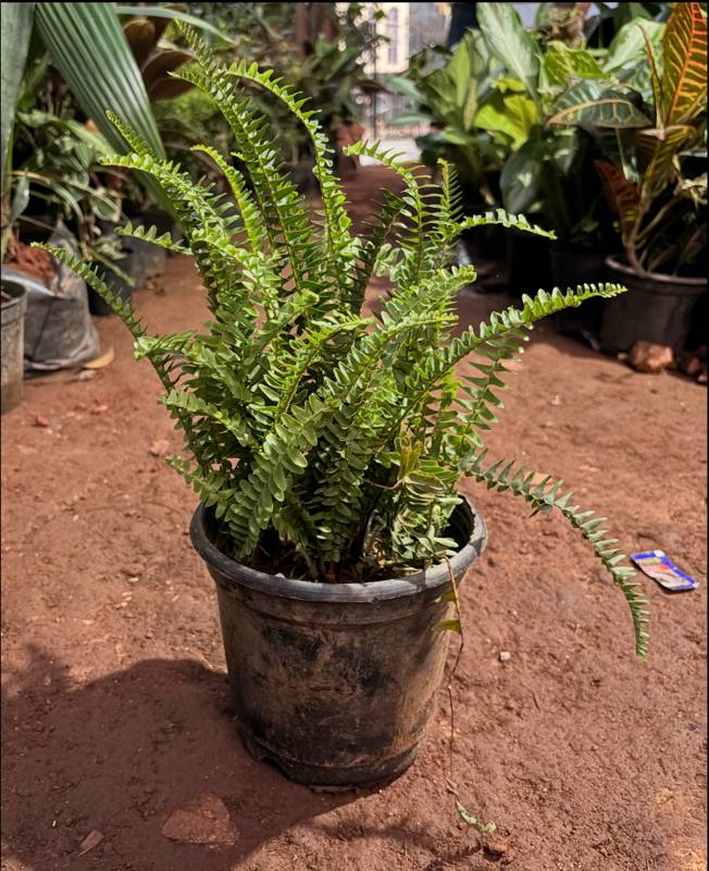 Nephrolepis (Boston Fern)