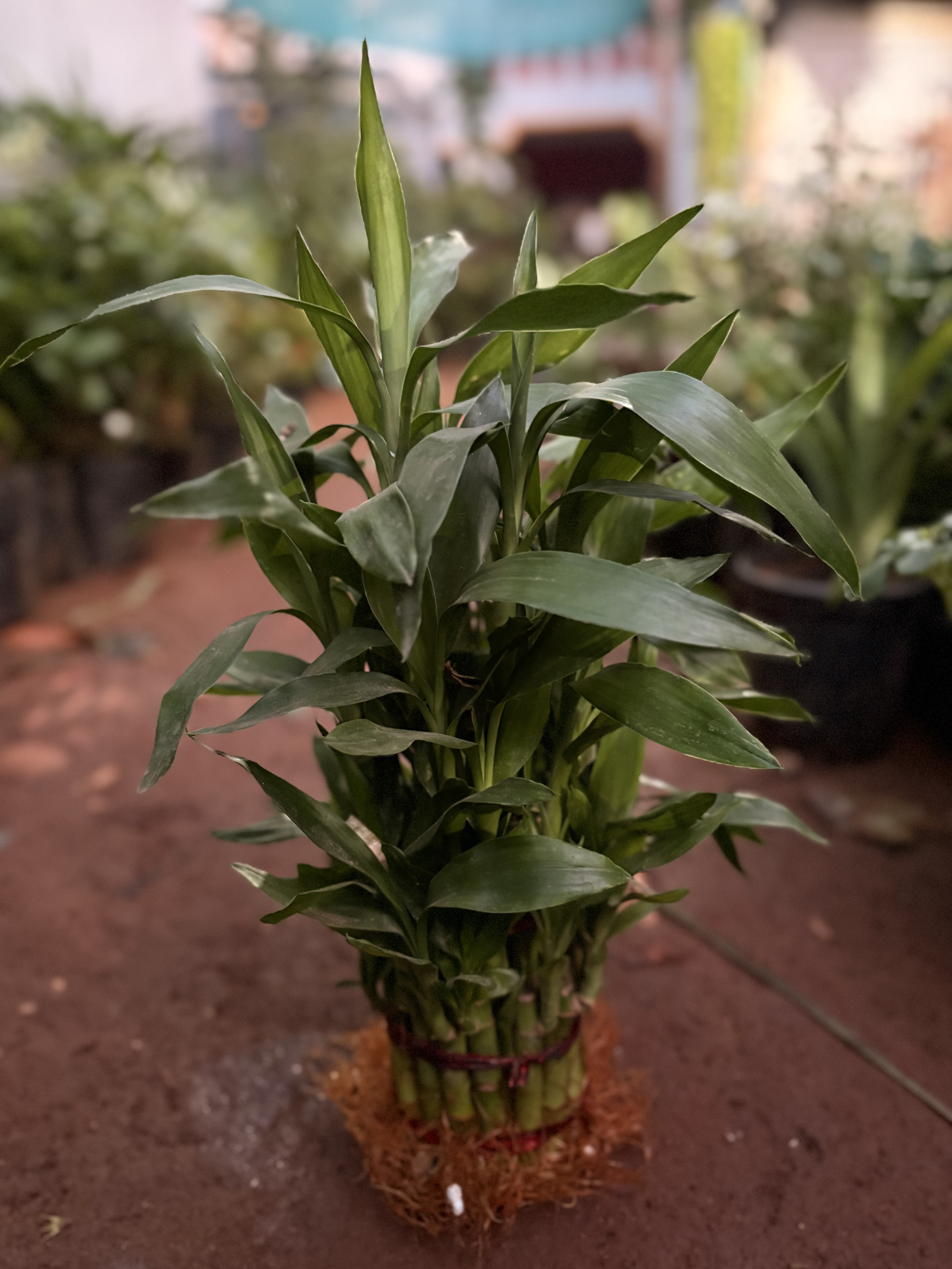 3 Layer Lucky Bamboo Plant