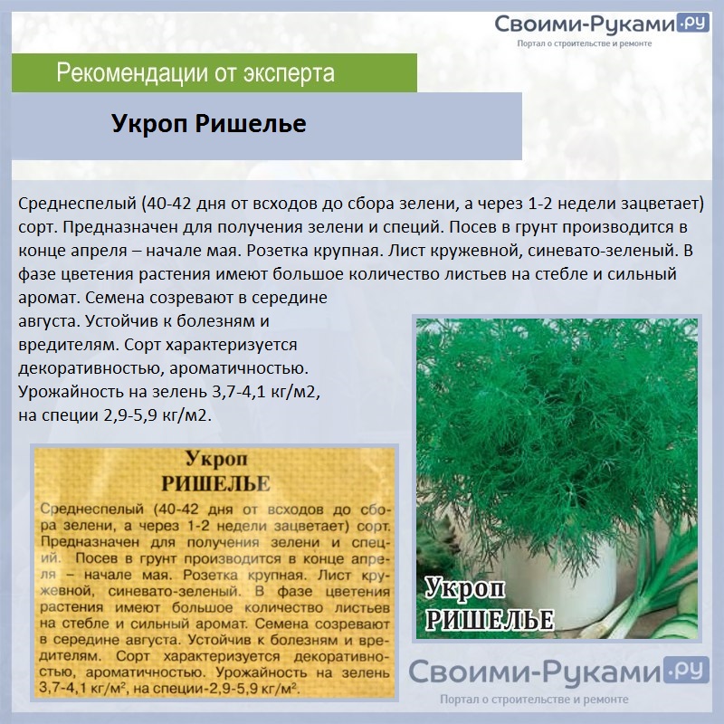 Укроп Ришелье