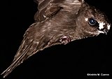Пятнистолобый американский стриж (Cypseloides cherriei)