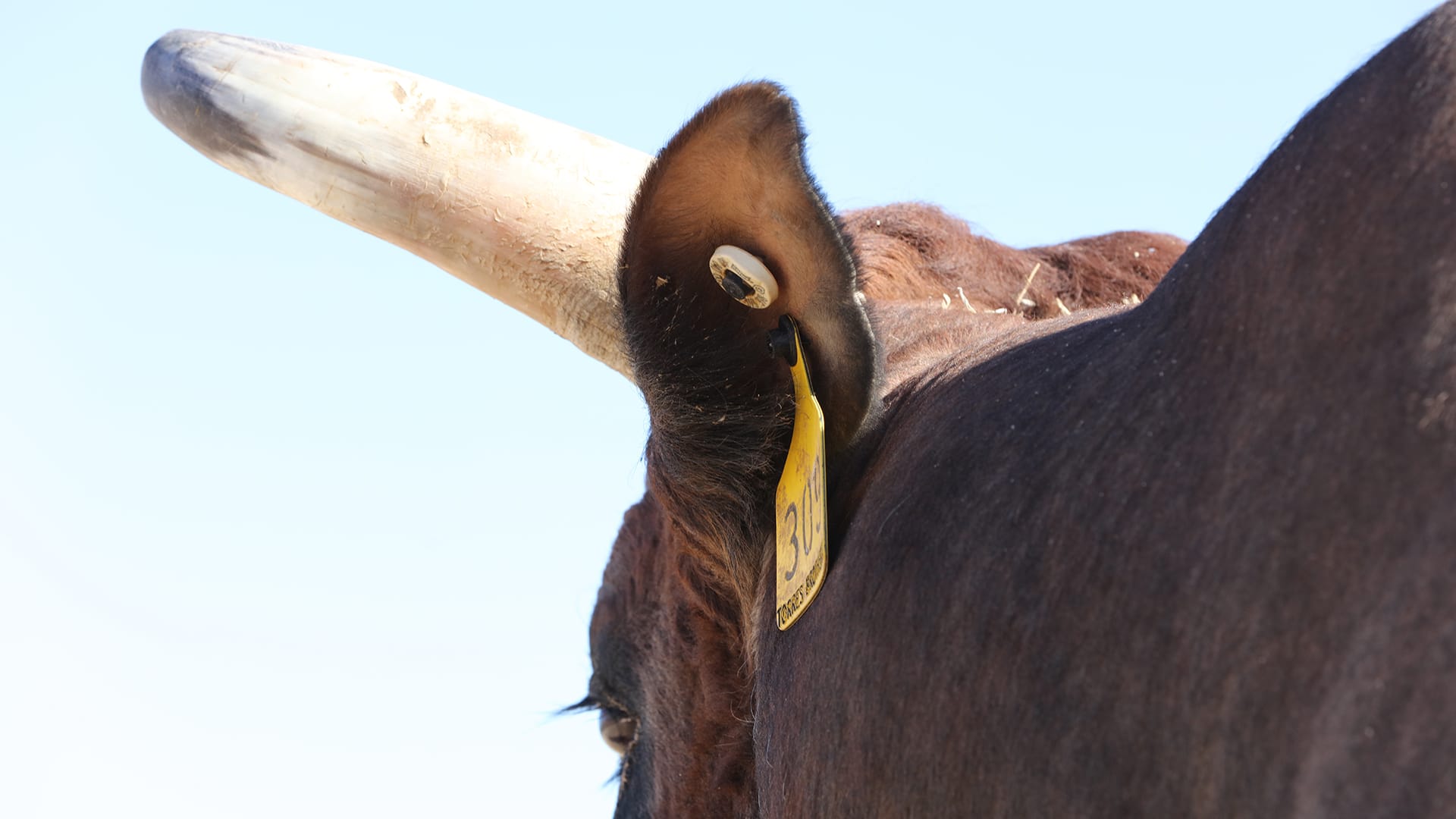 Friend of the rider, owner of the bull: a stock contractor's anguish