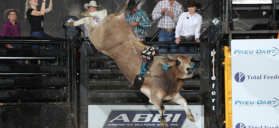 Bull with dummy