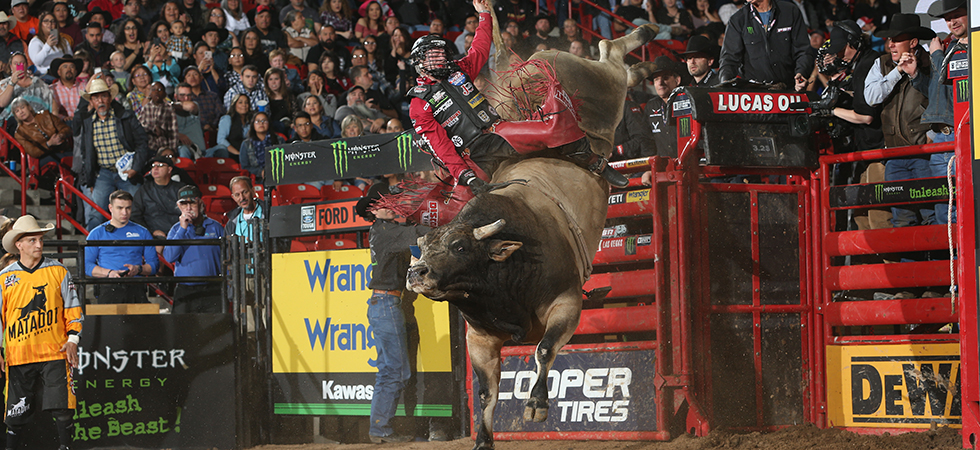 Bull in competition