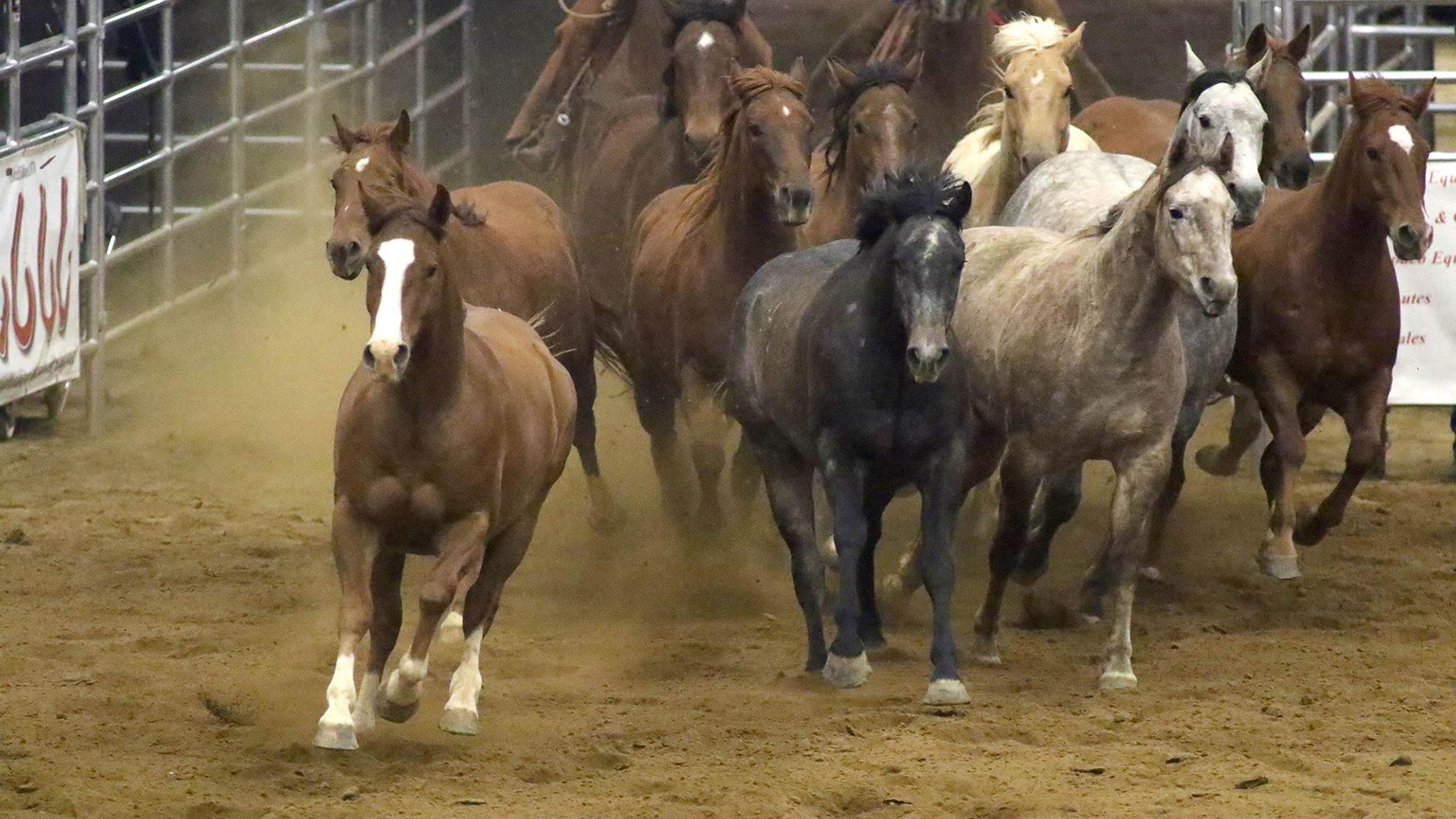 PBR announces media rights representation agreement with Morris Communication Company, LLC's "Road to the Horse"