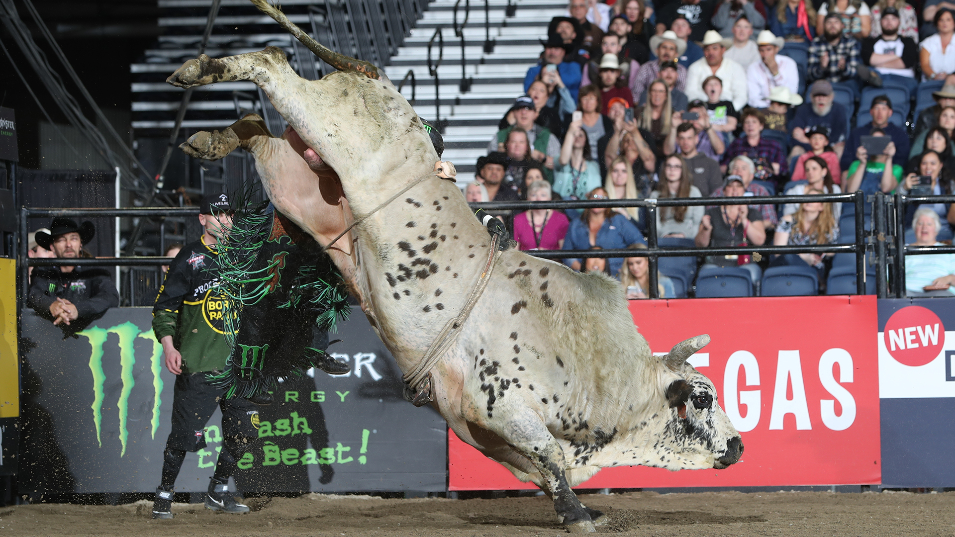 Smooth Operator extends lead in YETI World Champion Bull race