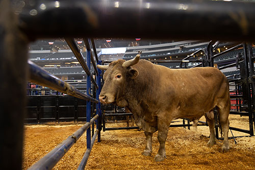 Bull housing