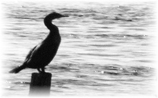 Drakes Island: harbor-side piling serves as resting place for cormorans Drakes Island: harbor-side piling serves as resting place for cormorans
