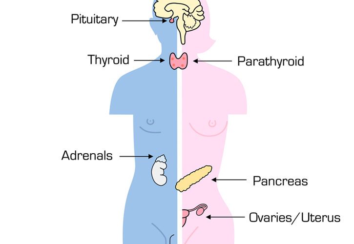 endocrine-system-bahrain-1-725x500 (1).jpg