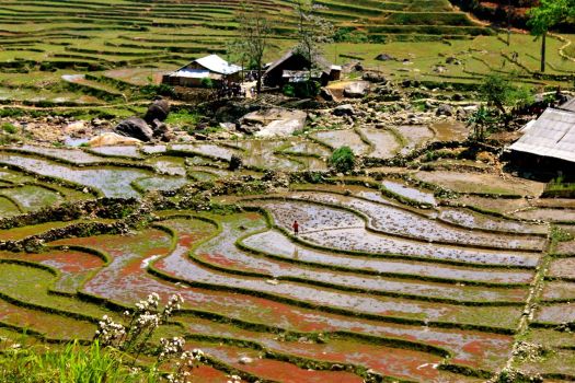 Rice paddies of Sapa, Vietnam