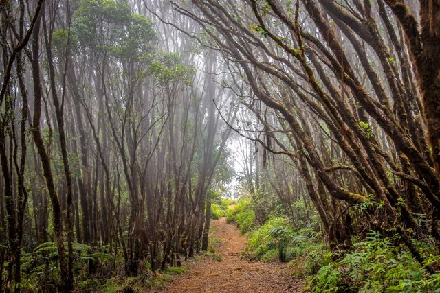 Pihea Trail Kauai