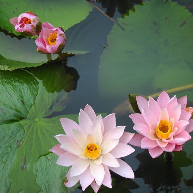 Water lilies in Thailand