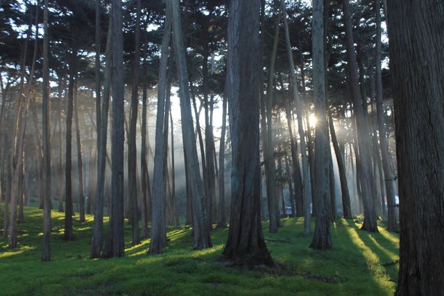 Presidio Forest SF1