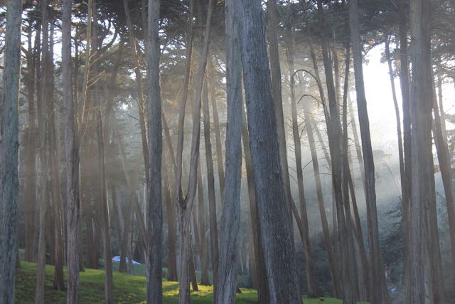 Presidio Forest SF7