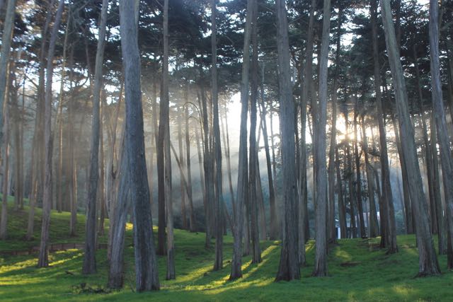 Presidio Forest SF6