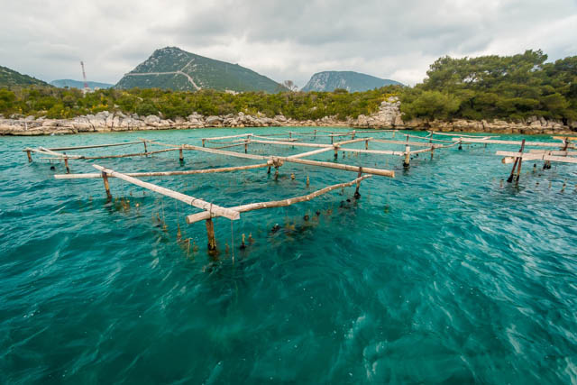 Mali Ston oyster farm