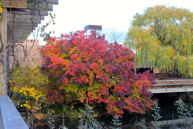 Chicago Botanic07