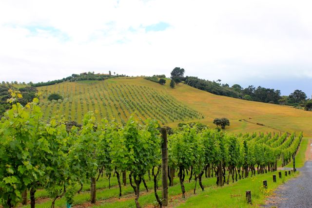 Vineyard on Waiheke Island, New Zealand