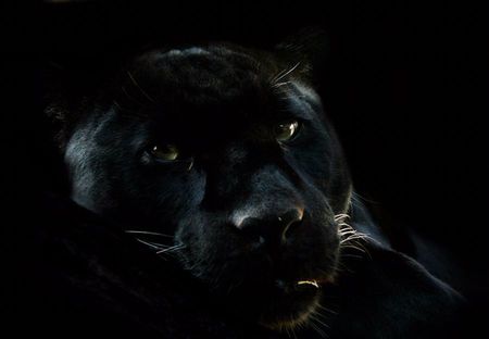 Black Panther Animated