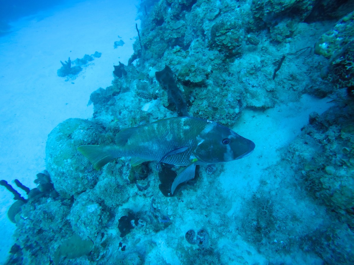 Dogfish in search of invasive Lionfish