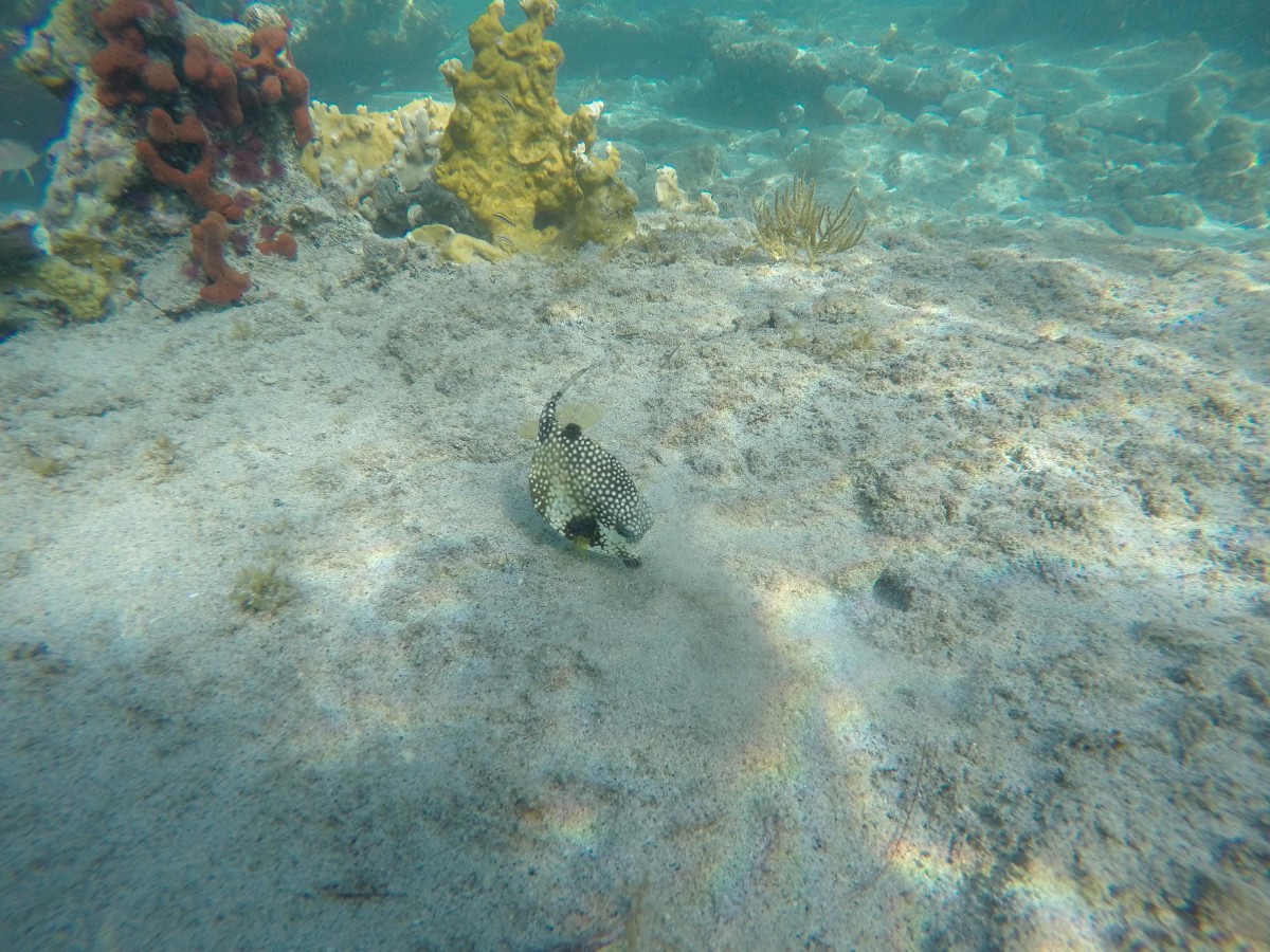 This little guy squirts water to look for food