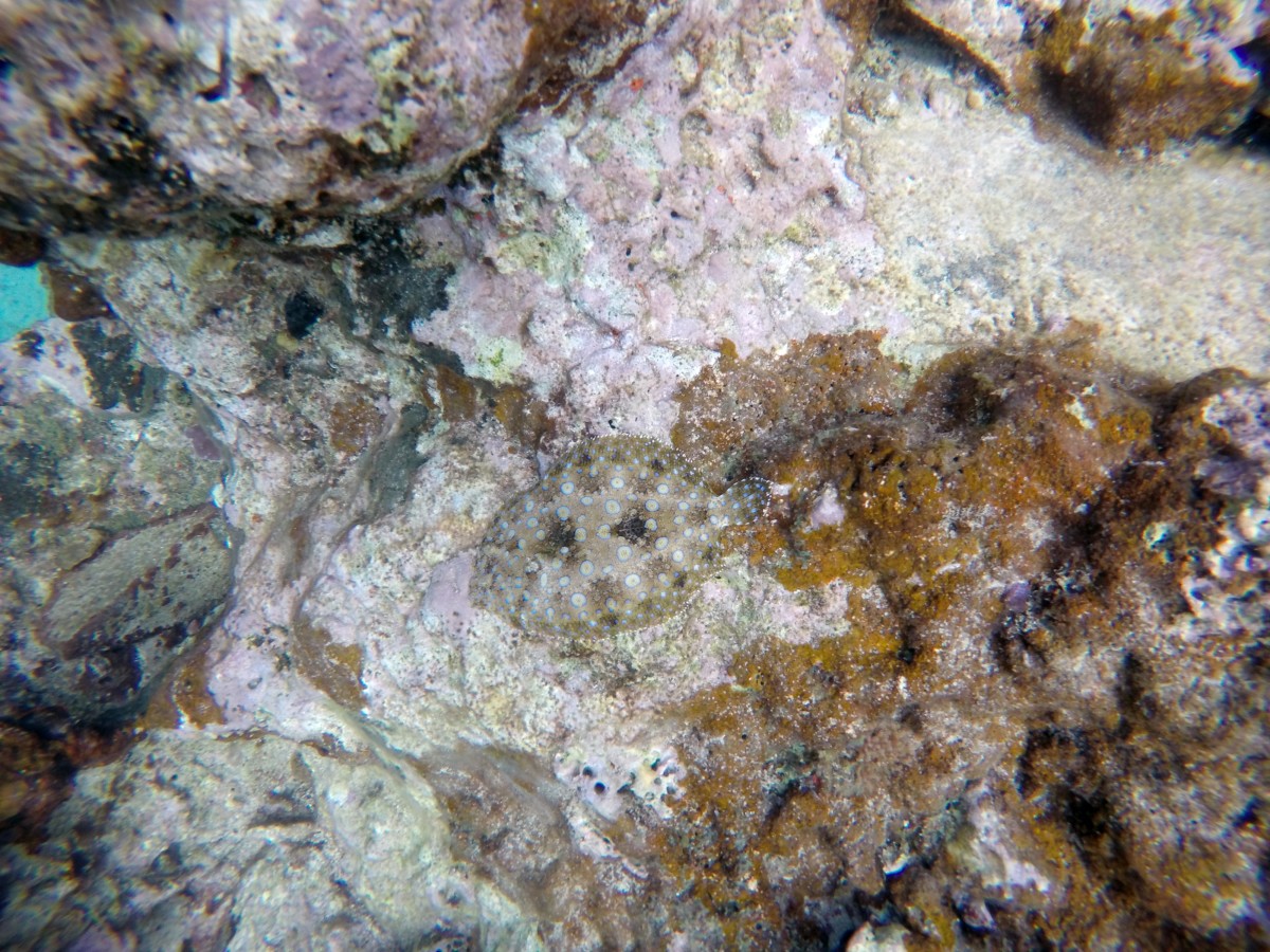 Spot the Flounder