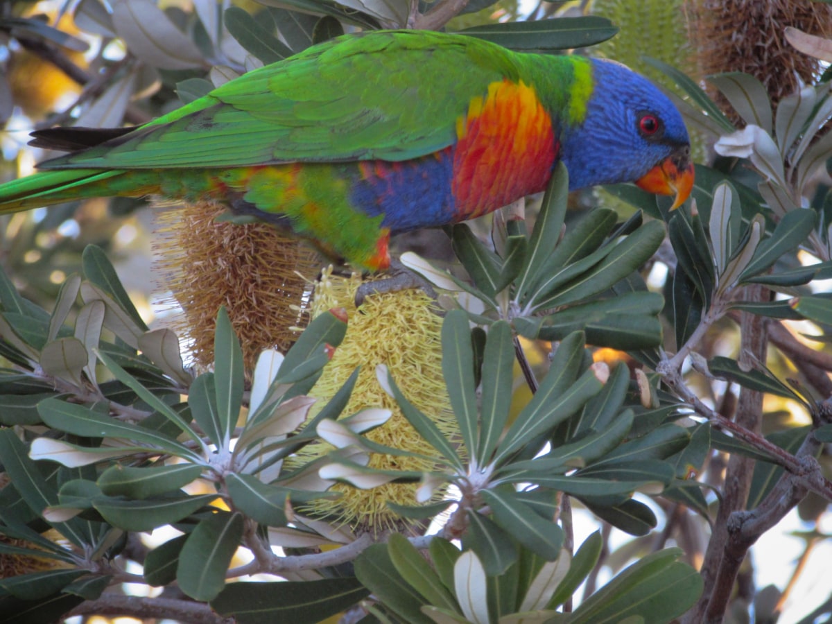 Lorikeet